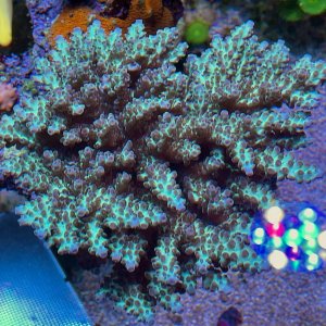 Acropora latistella