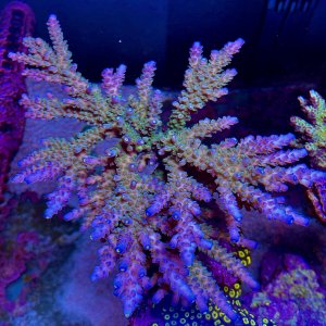 Acropora tenuis