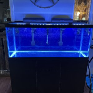 75 Gallon Reef Tank - New Build