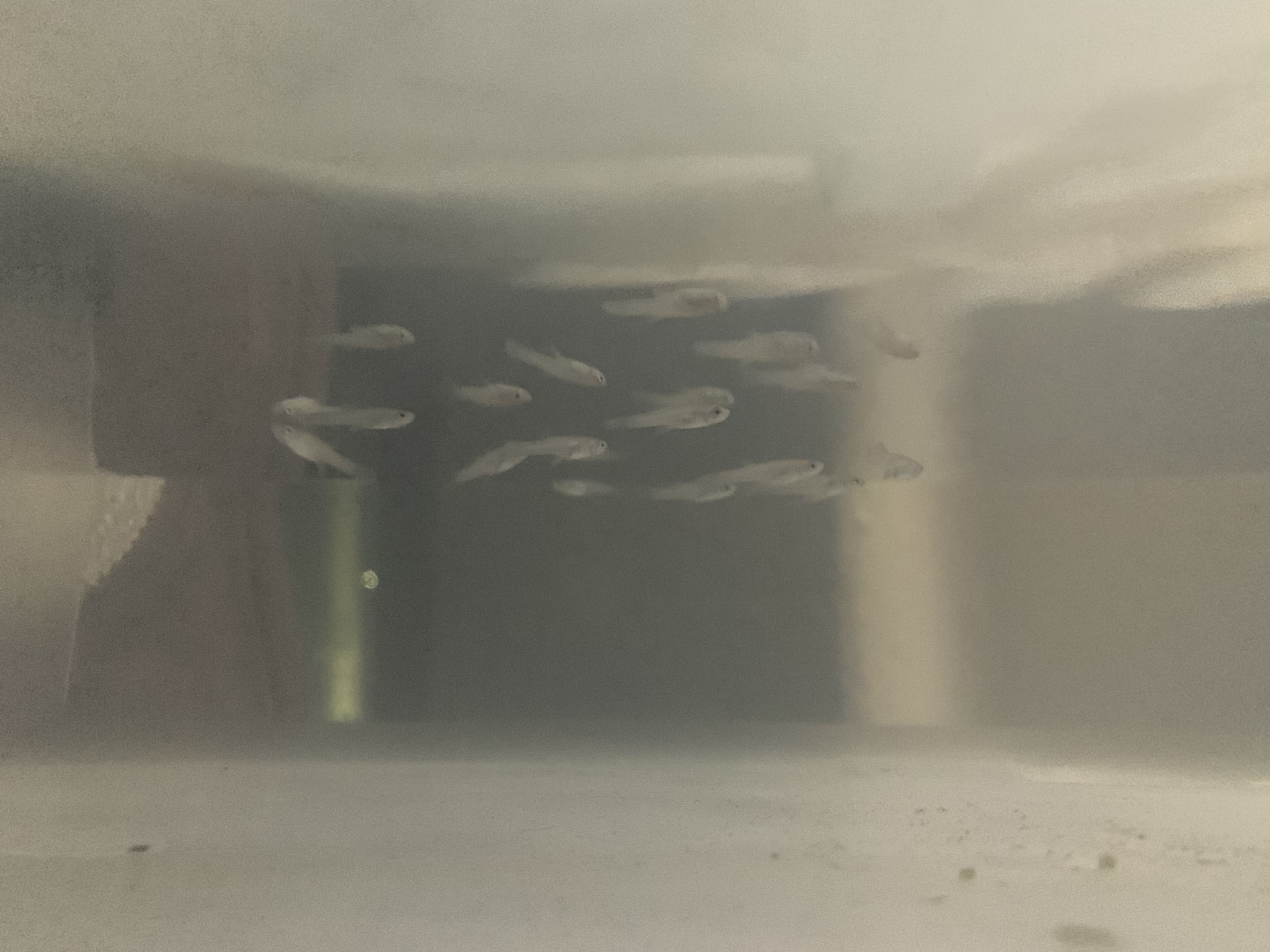 02A36D00-B66E-45D2-A33A-985EF63498D5.jpeg
