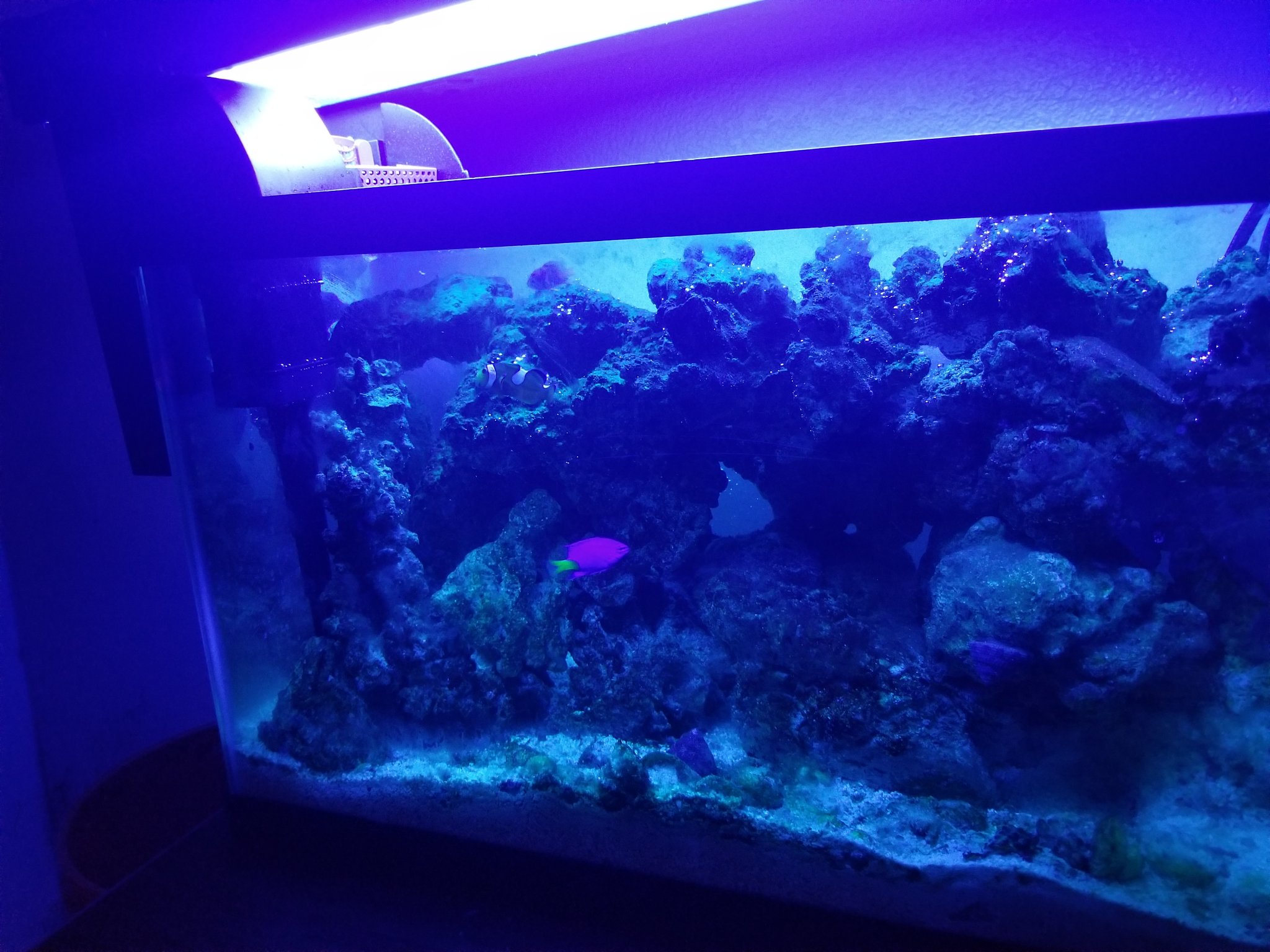10 gallon nano reef