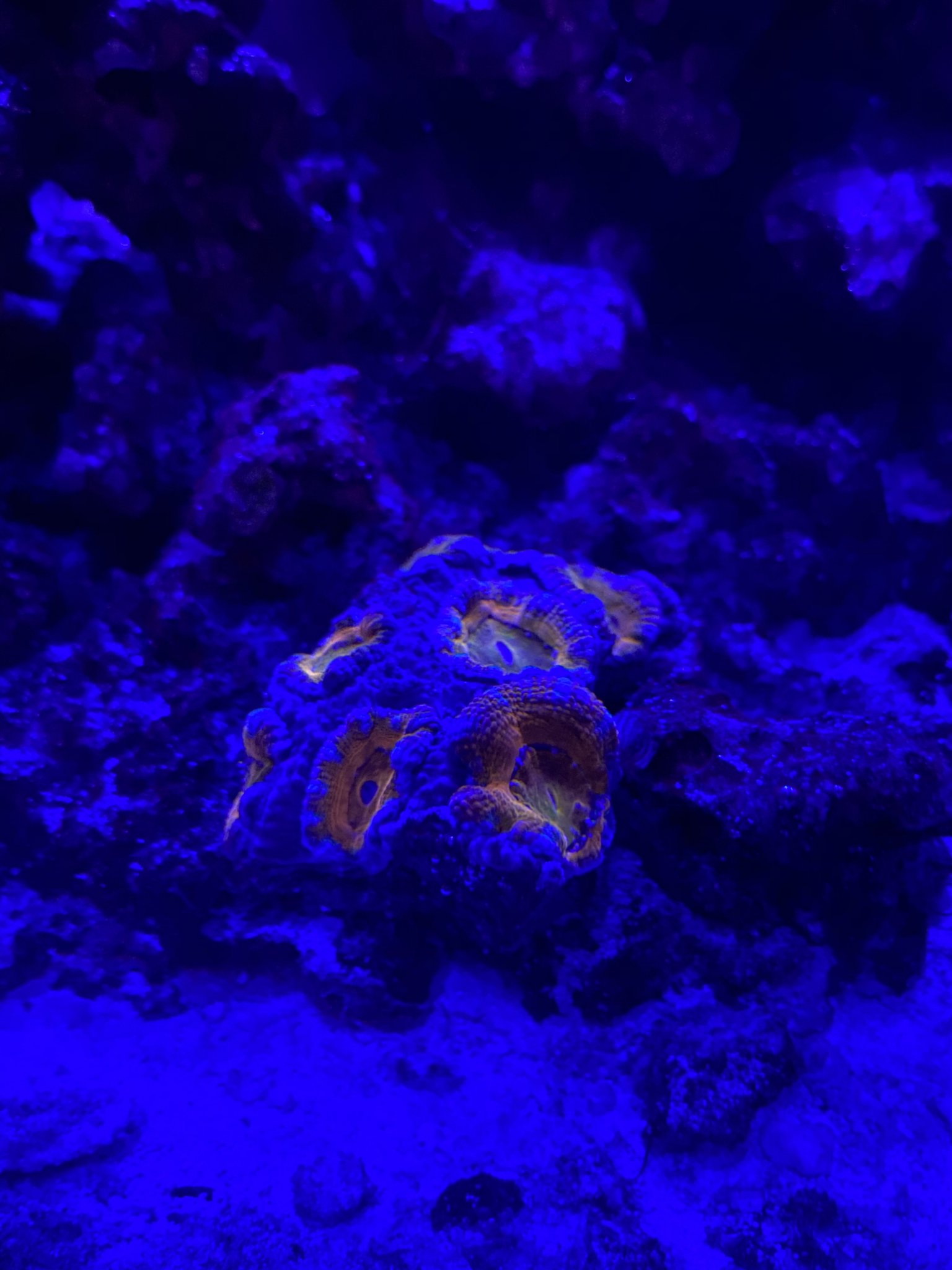 78775EC7-7C59-4D69-ACE0-AB2D1DB46D94.jpeg