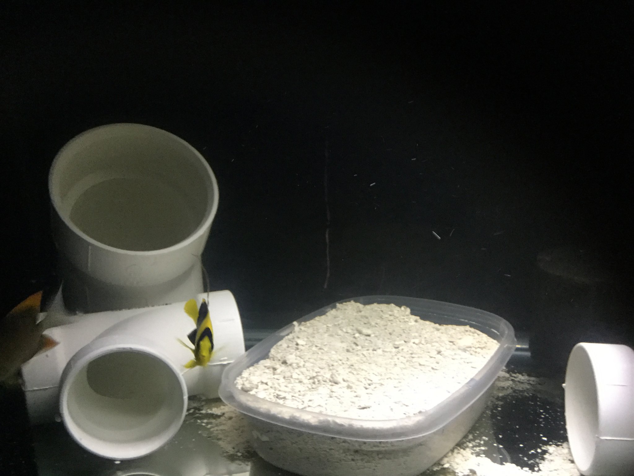 943A0D6C-04D4-4300-8881-00FE4569BA7B | Reef2Reef