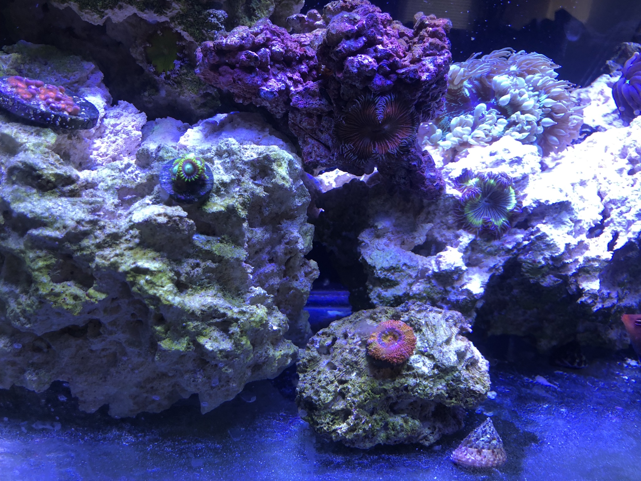 Acan And Zoas