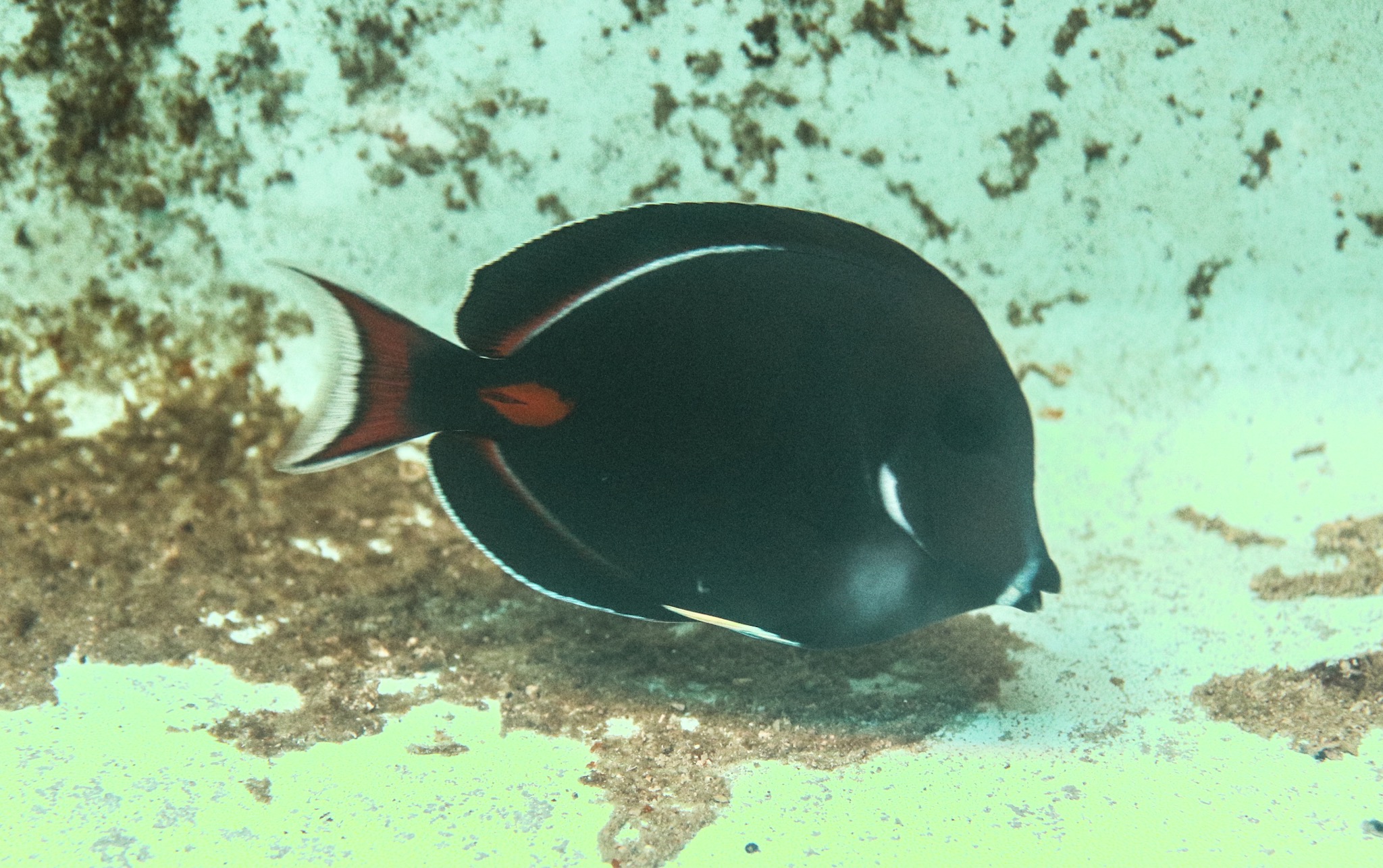 Achilles Tang