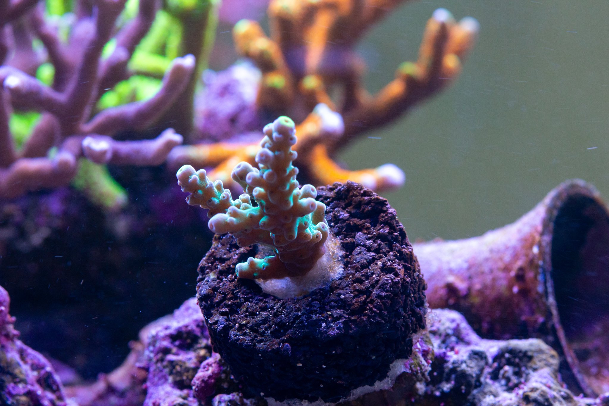 Acropora ACI Sunbeam.jpg