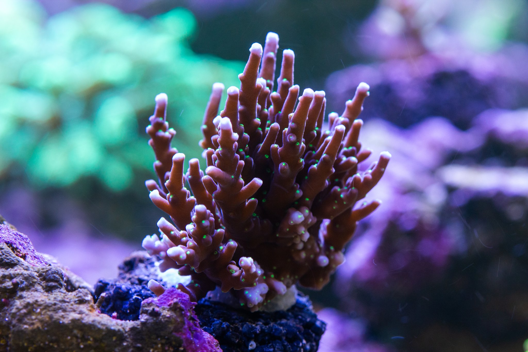 Acropora ARC Black Dragon.jpg