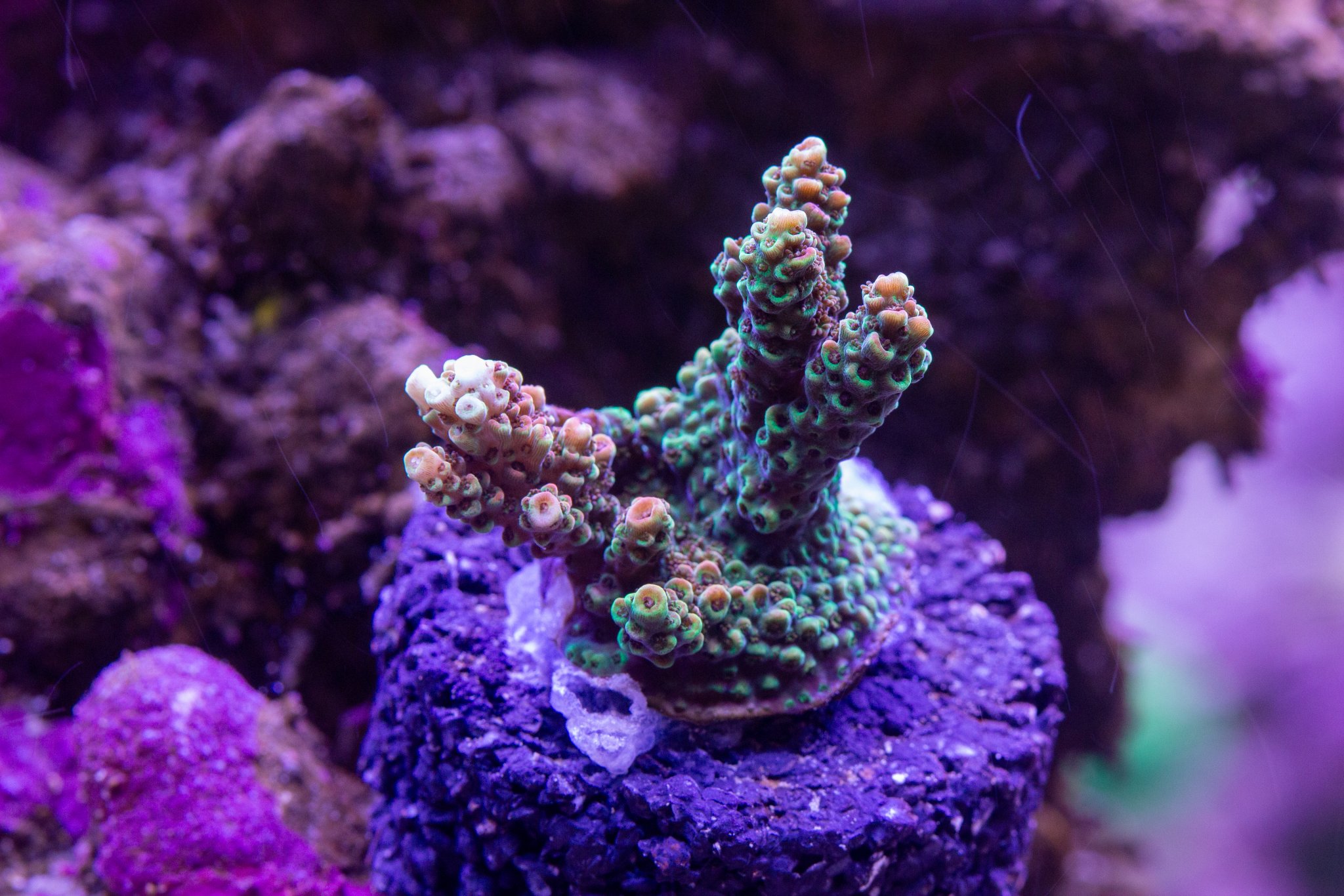 Acropora ATL Christmas Mirabilis.jpg
