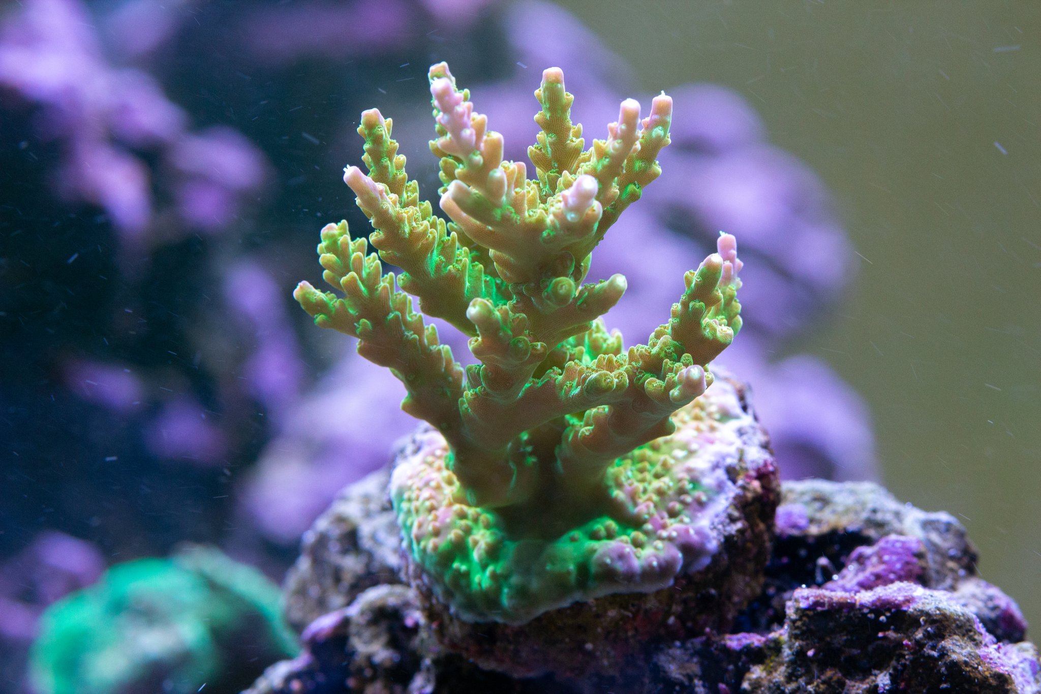 Acropora Barneys Playhouse.jpg