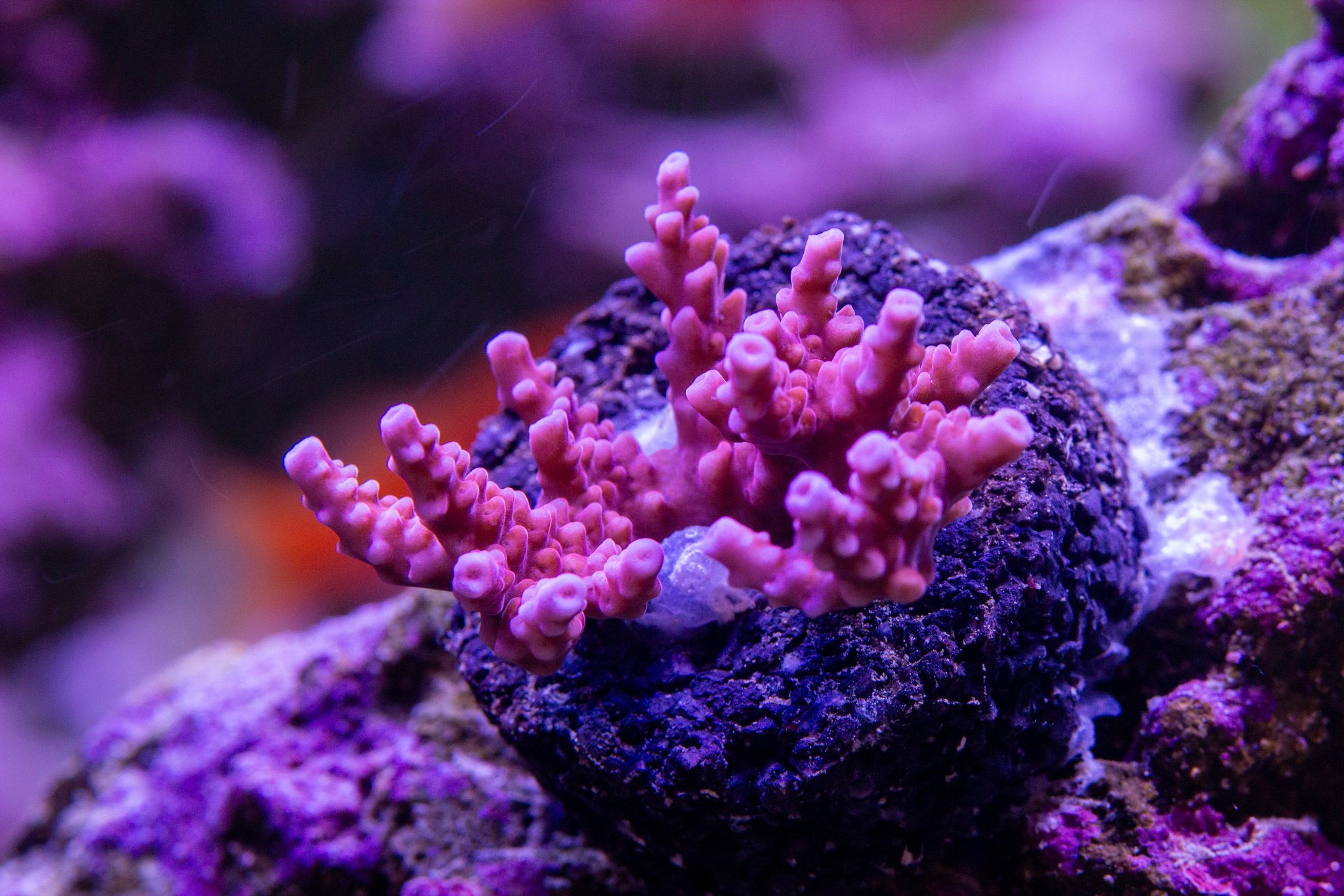 Acropora BC Atom Bomb.jpg