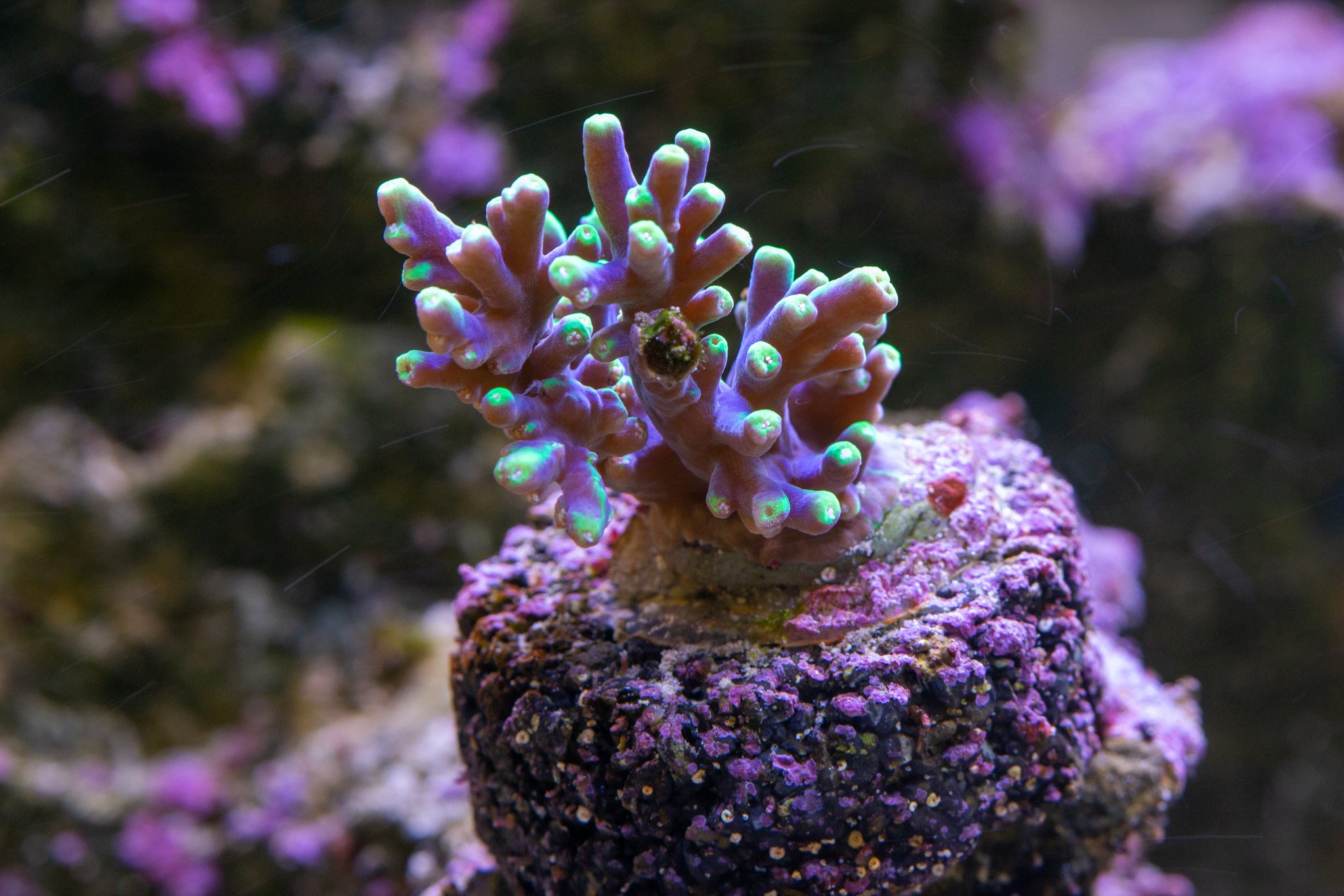 Acropora BC Joker OG 1.0.jpg