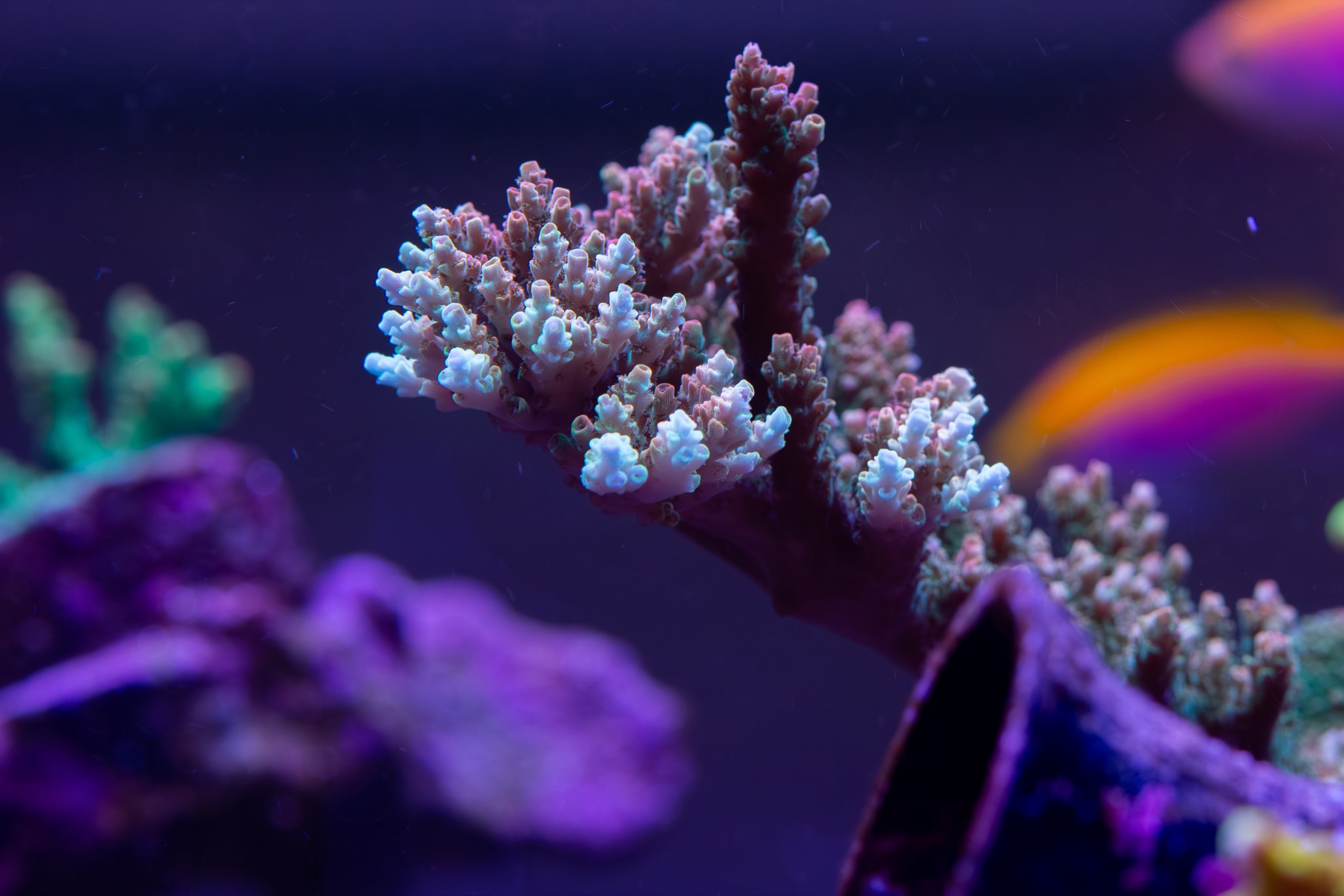 Acropora Bill Murray.jpg