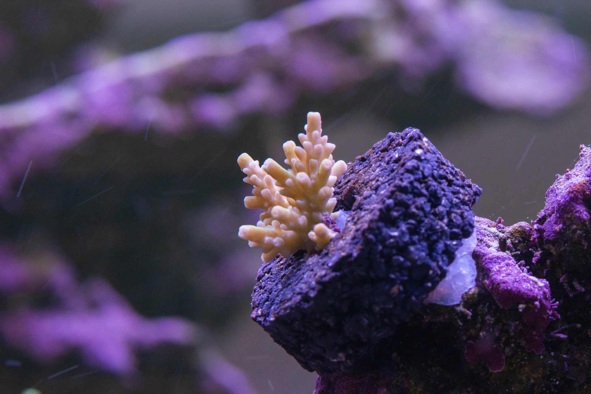 Acropora CB Golden Jawdropper.jpg