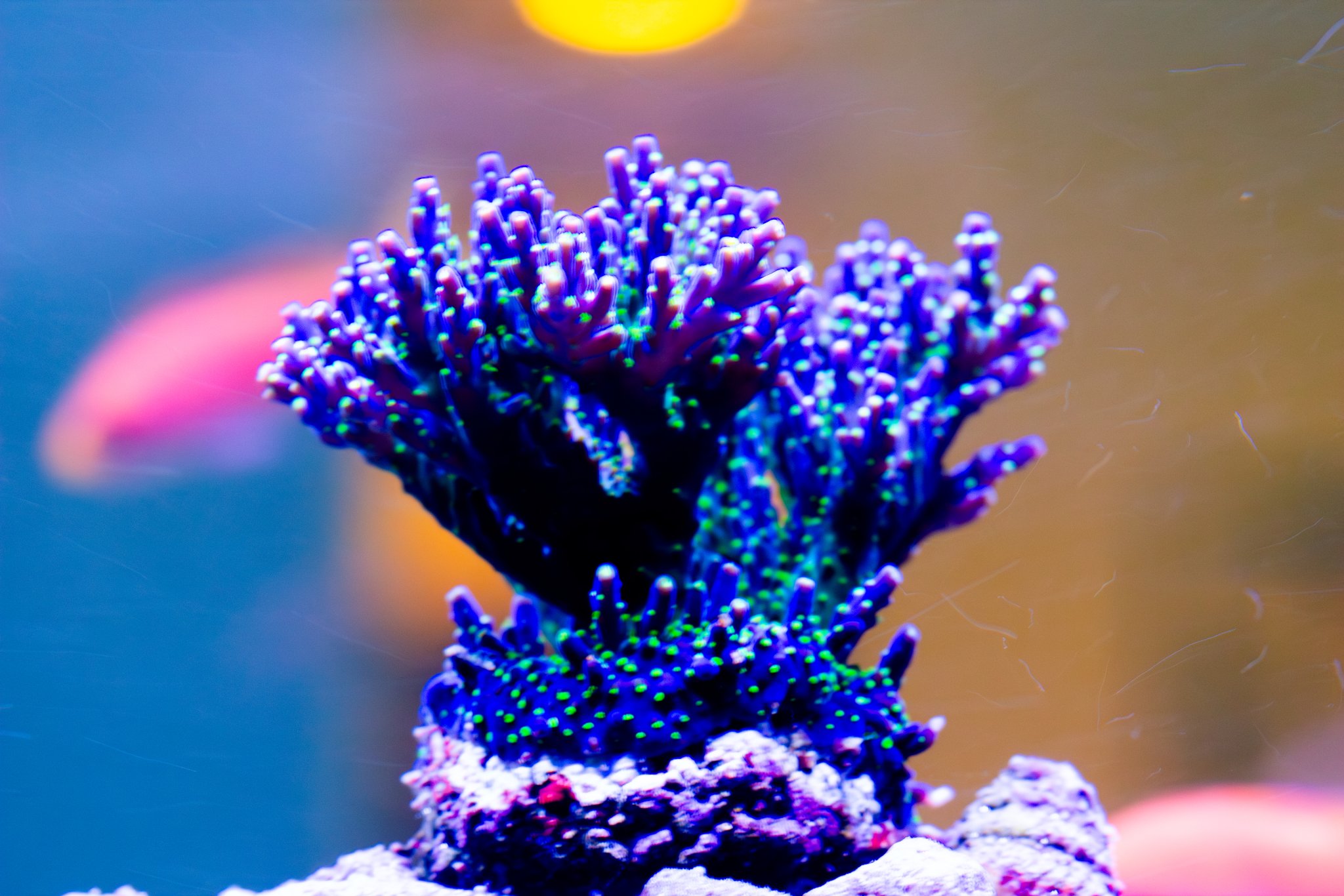 Acropora Garf Bonsai.jpg