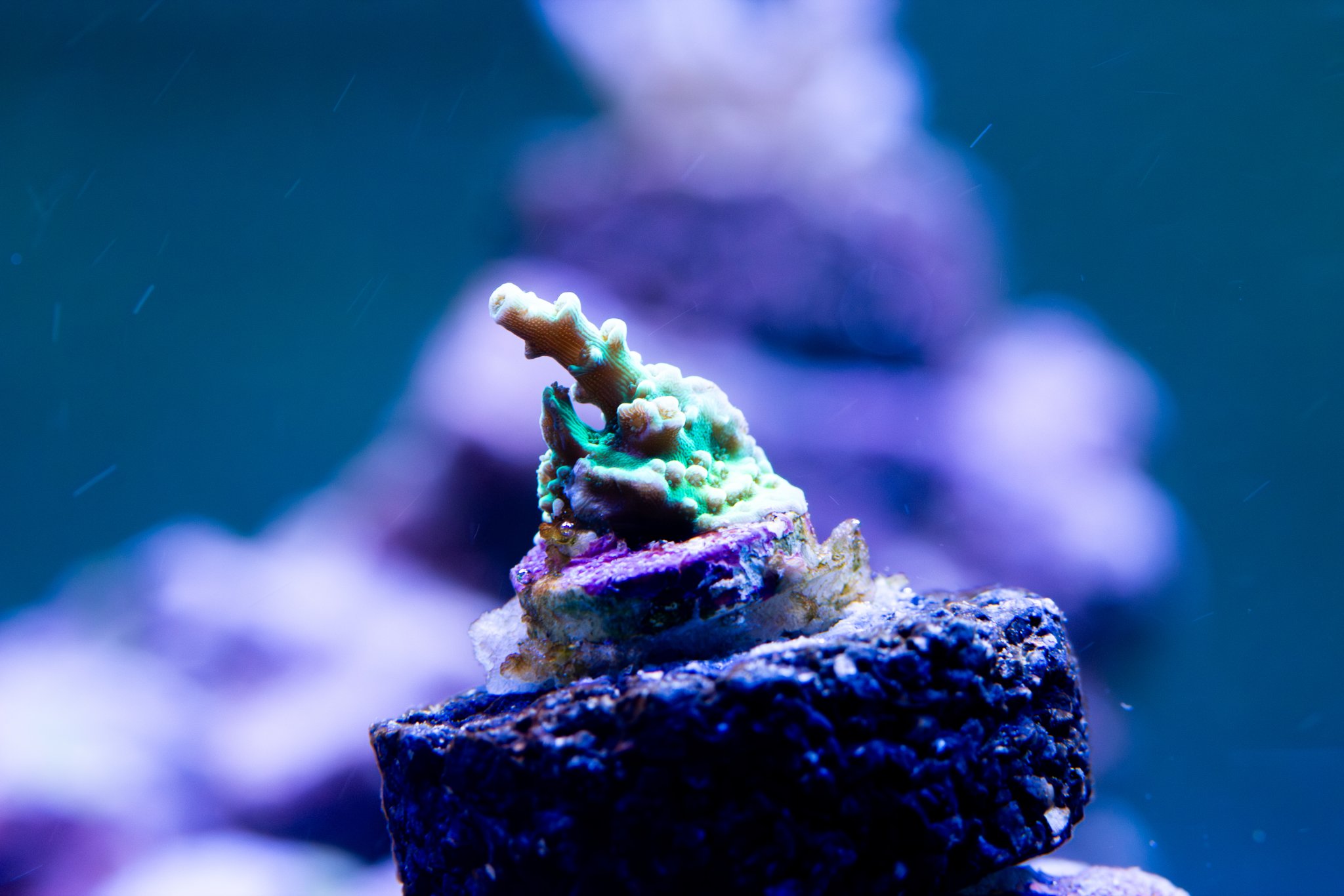Acropora Hair of the Dog.jpg