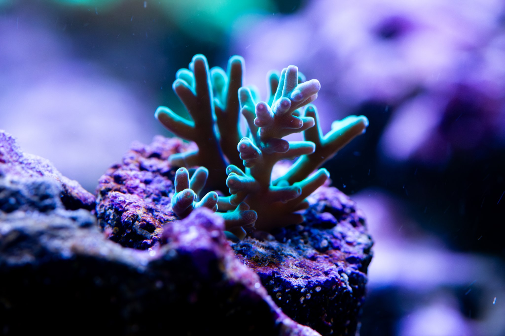 Acropora Hawkins Echinata.jpg