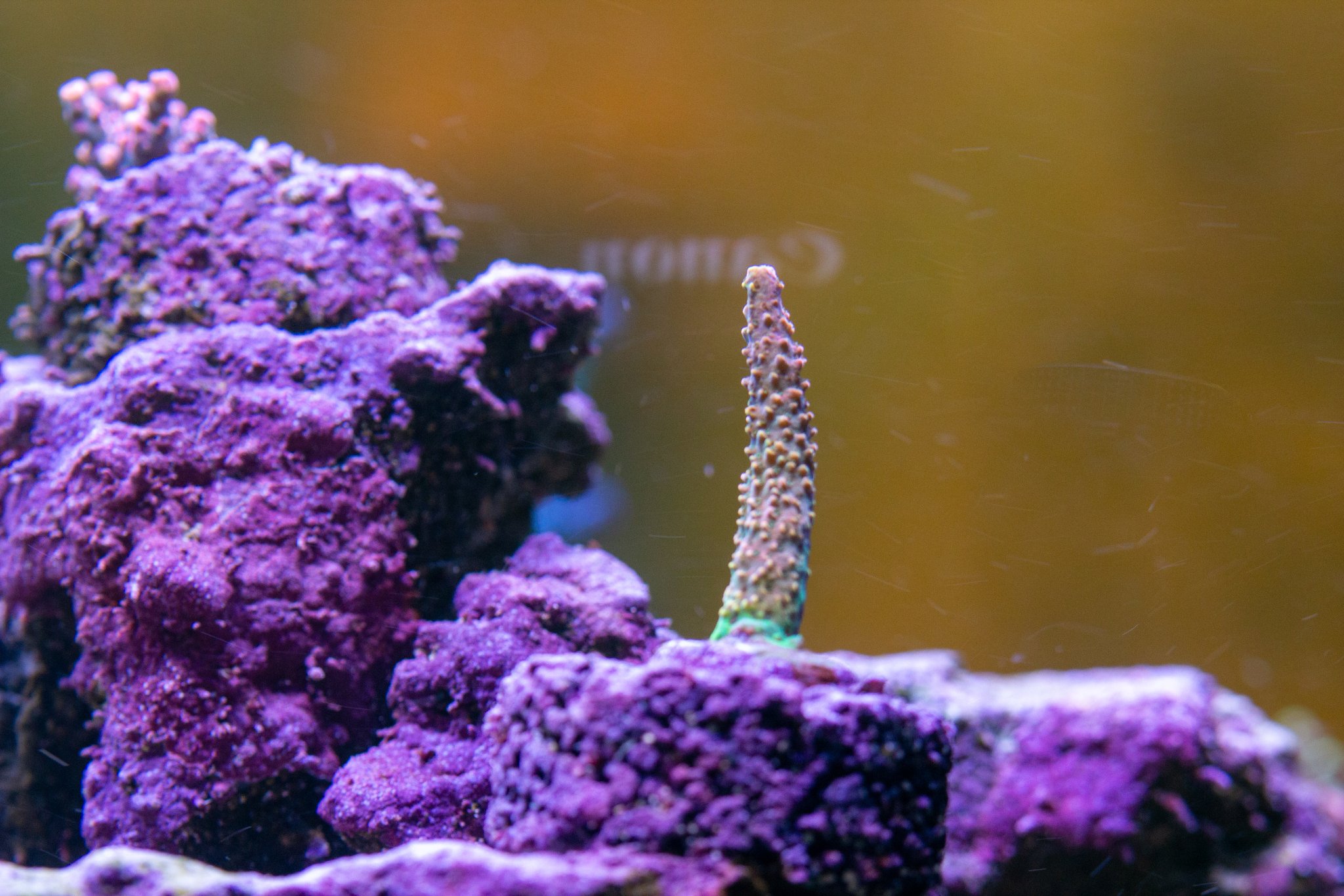 Acropora Hugos Texas Pink Rainbow Stag.jpg