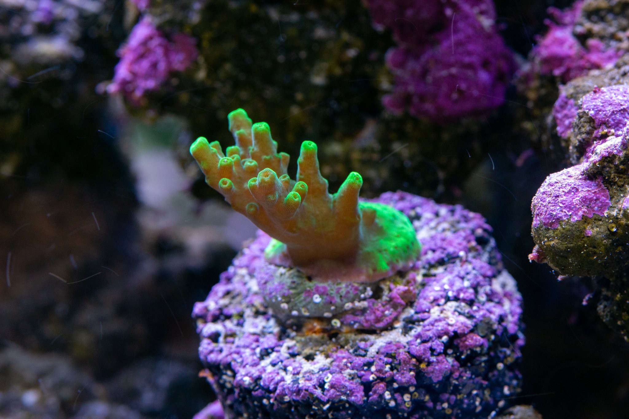 Acropora Jason Fox Rogers green table.jpg