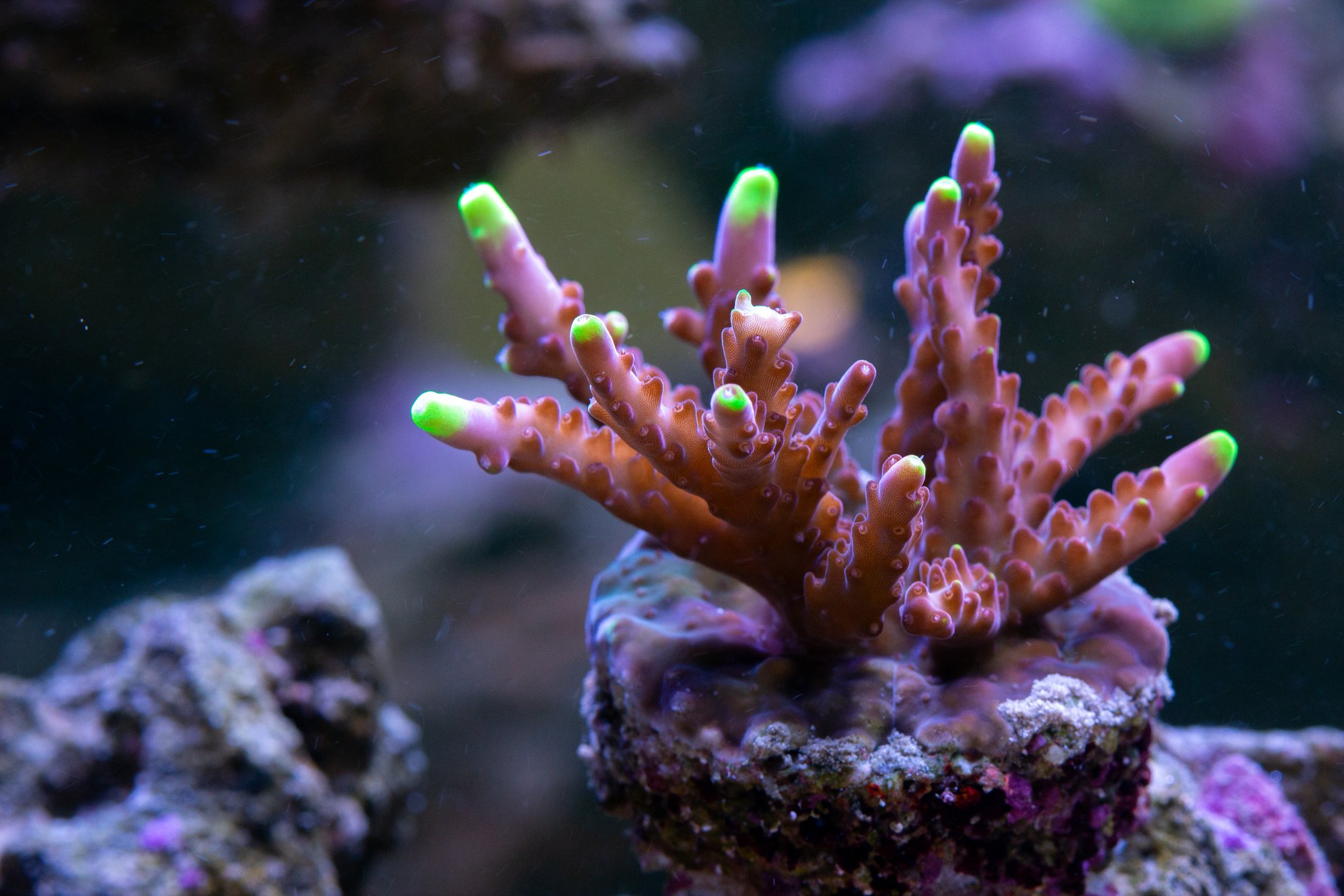 Acropora JF Fox Flame 2.jpg