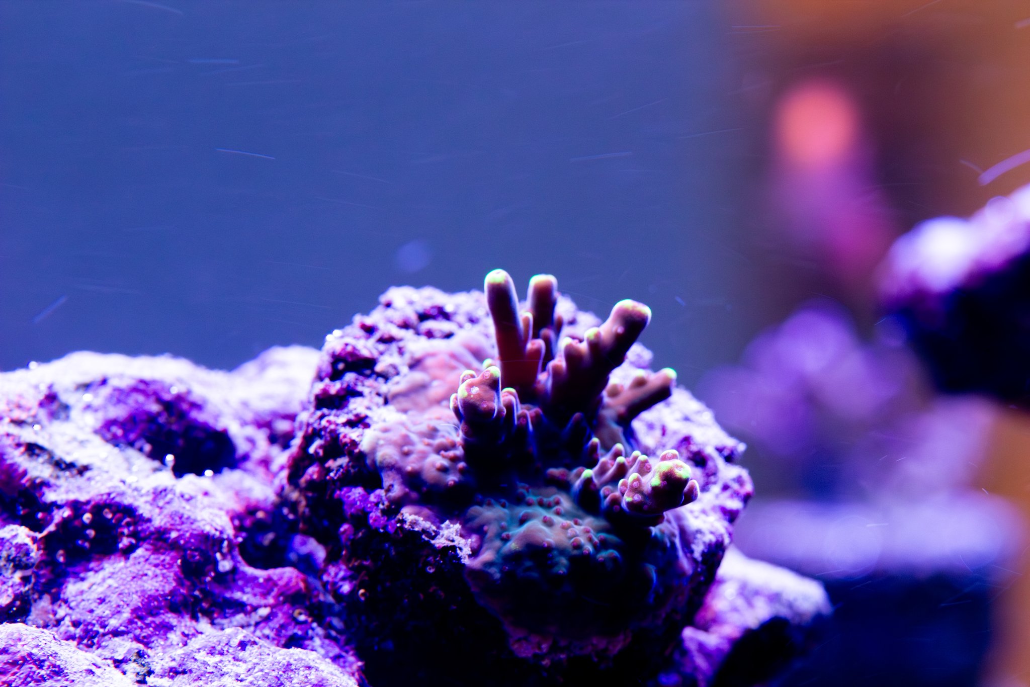 Acropora JF Fox Flame.jpg