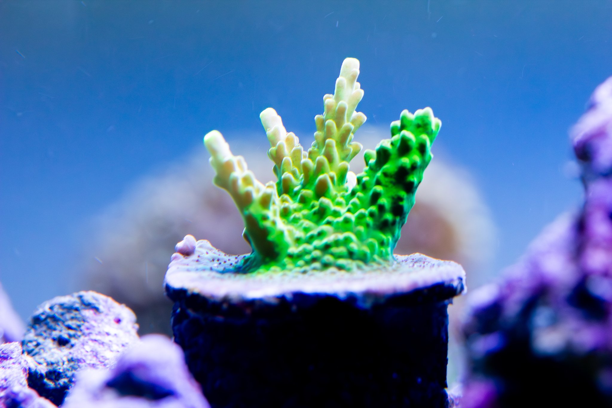 Acropora Mr T.jpg