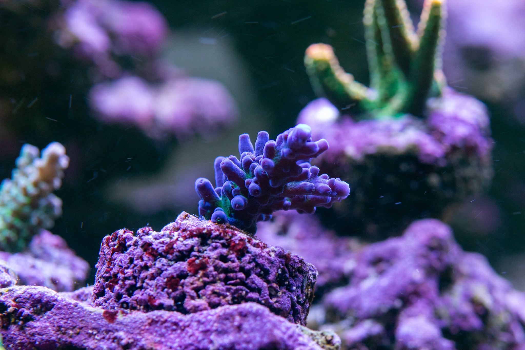 Acropora Navy Tort.jpg