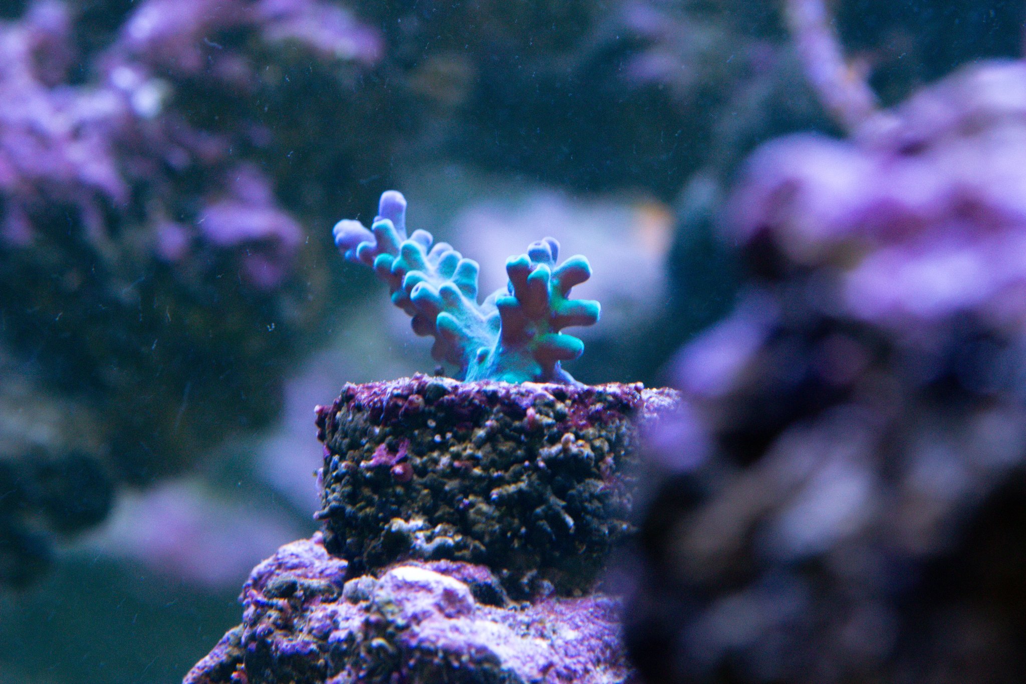Acropora Oregon Tort 2.jpg