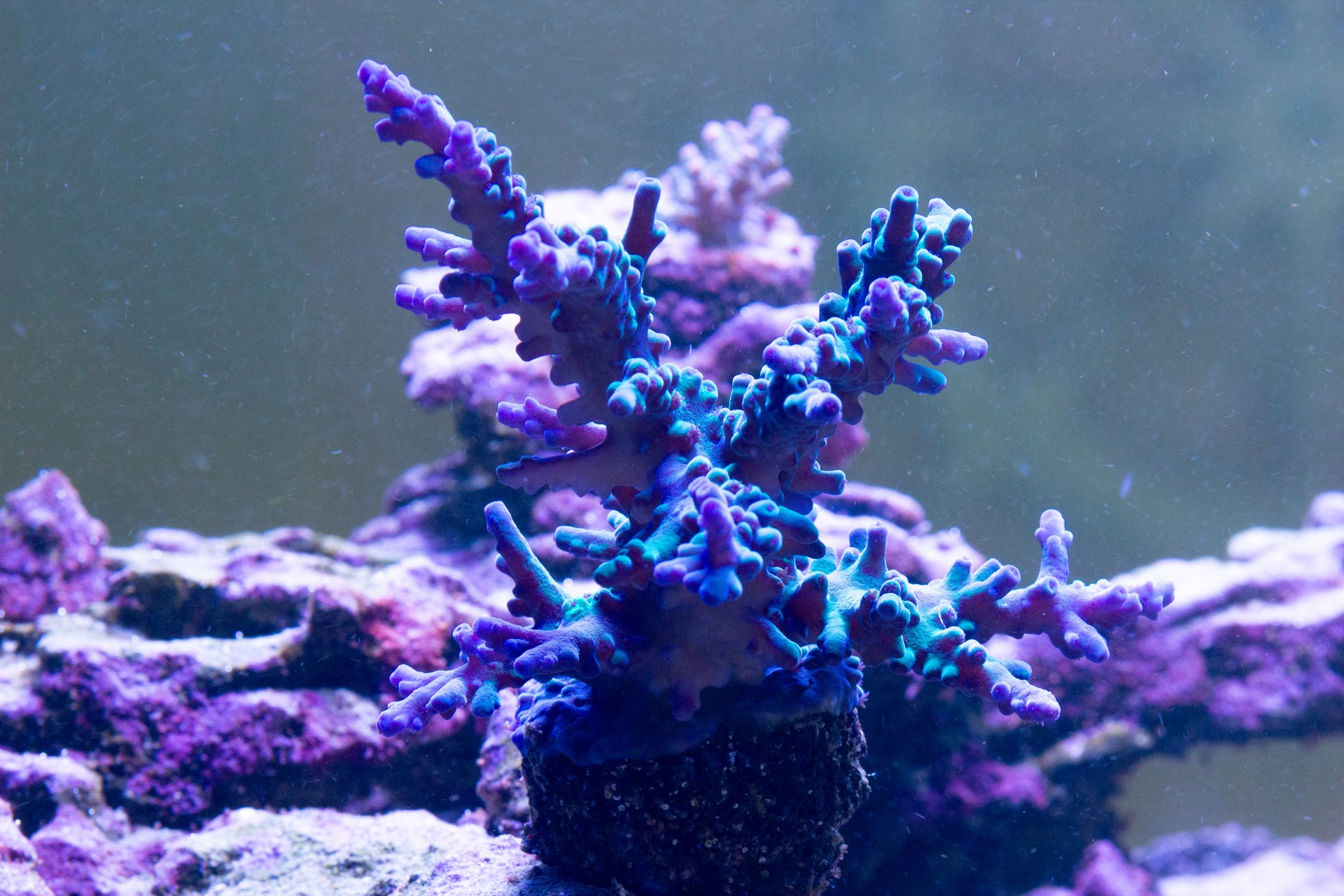 Acropora Oregon Tort.jpg