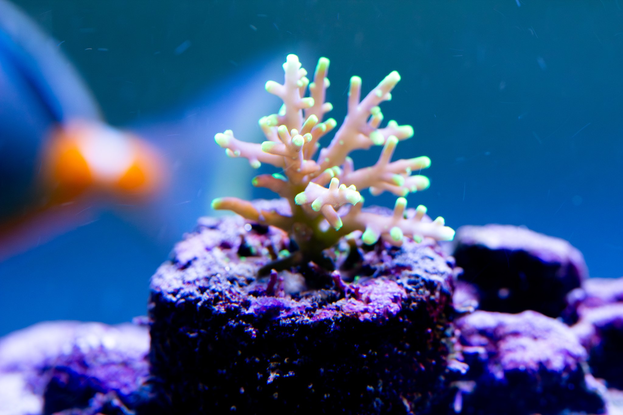 Acropora Pacman.jpg