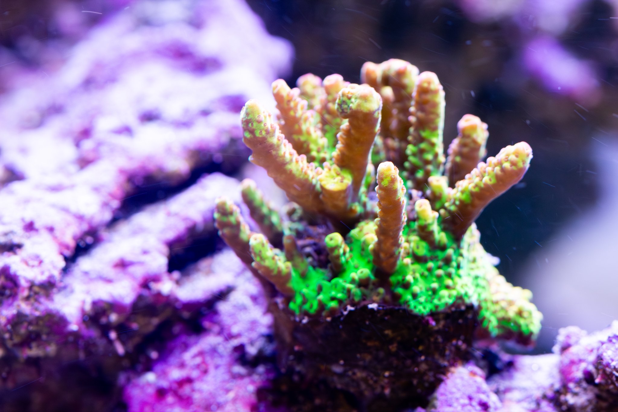 Acropora PC Rainbow.jpg