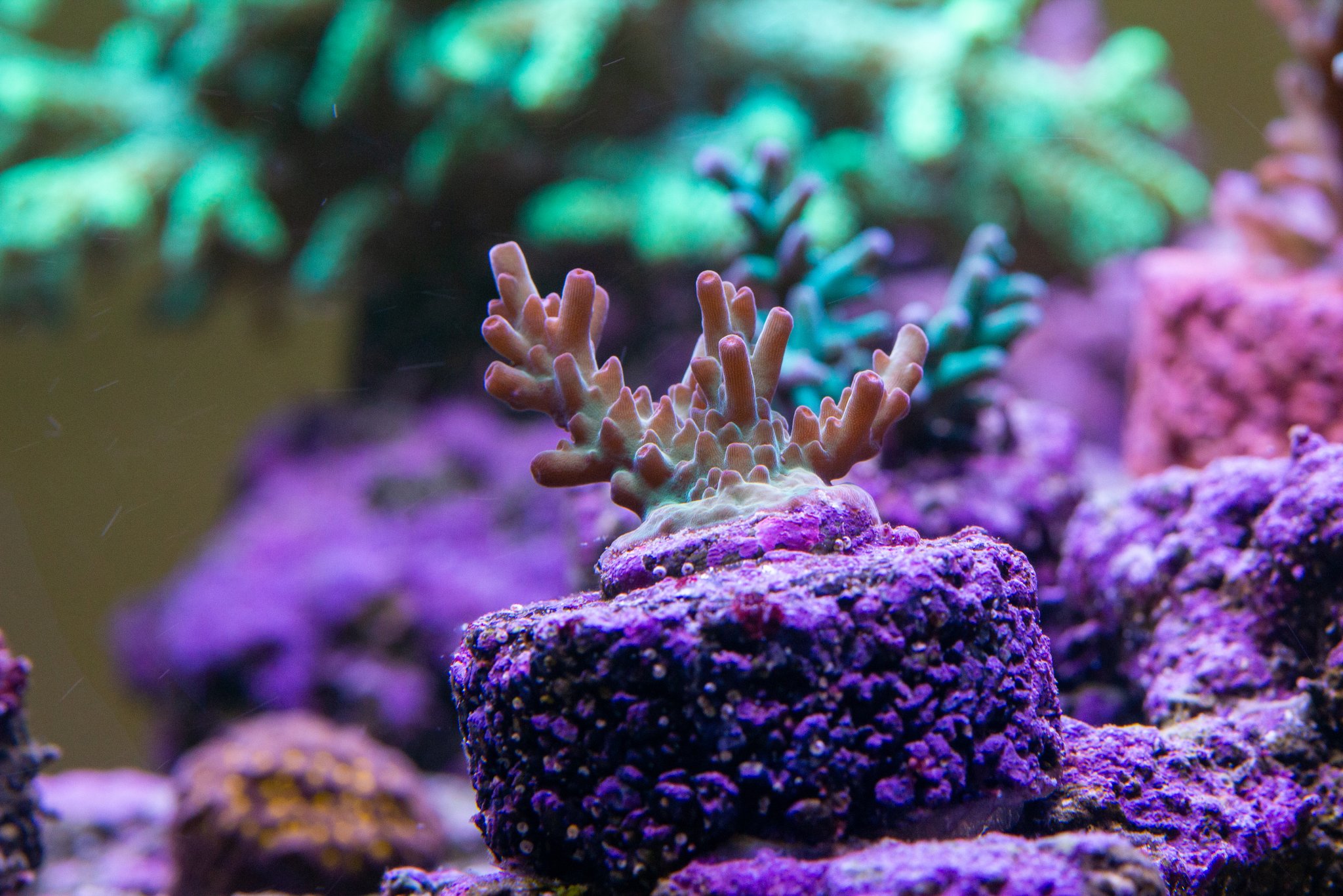 Acropora Pengs Cherry tip granulosa.jpg
