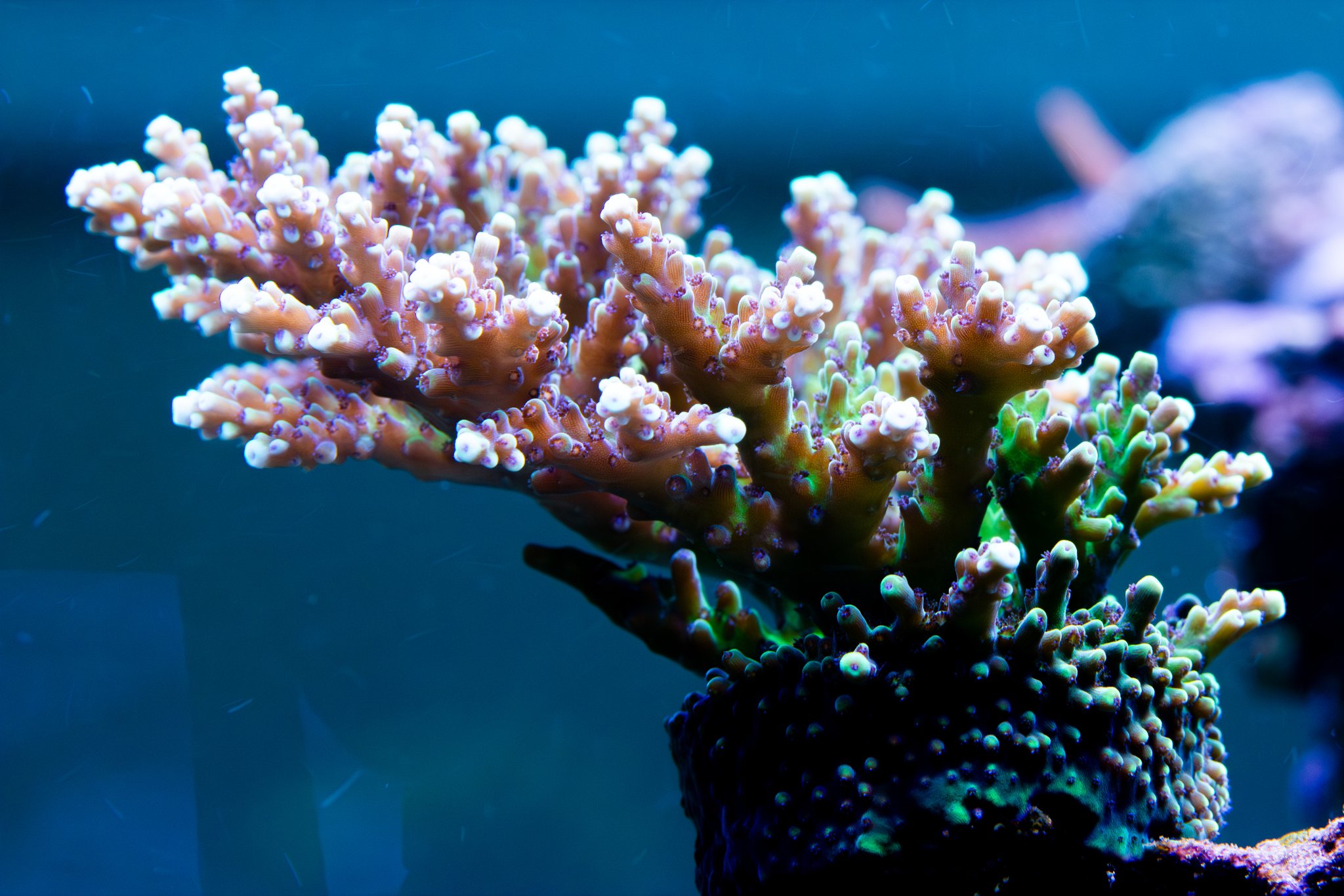 Acropora Pink cadillac.jpg
