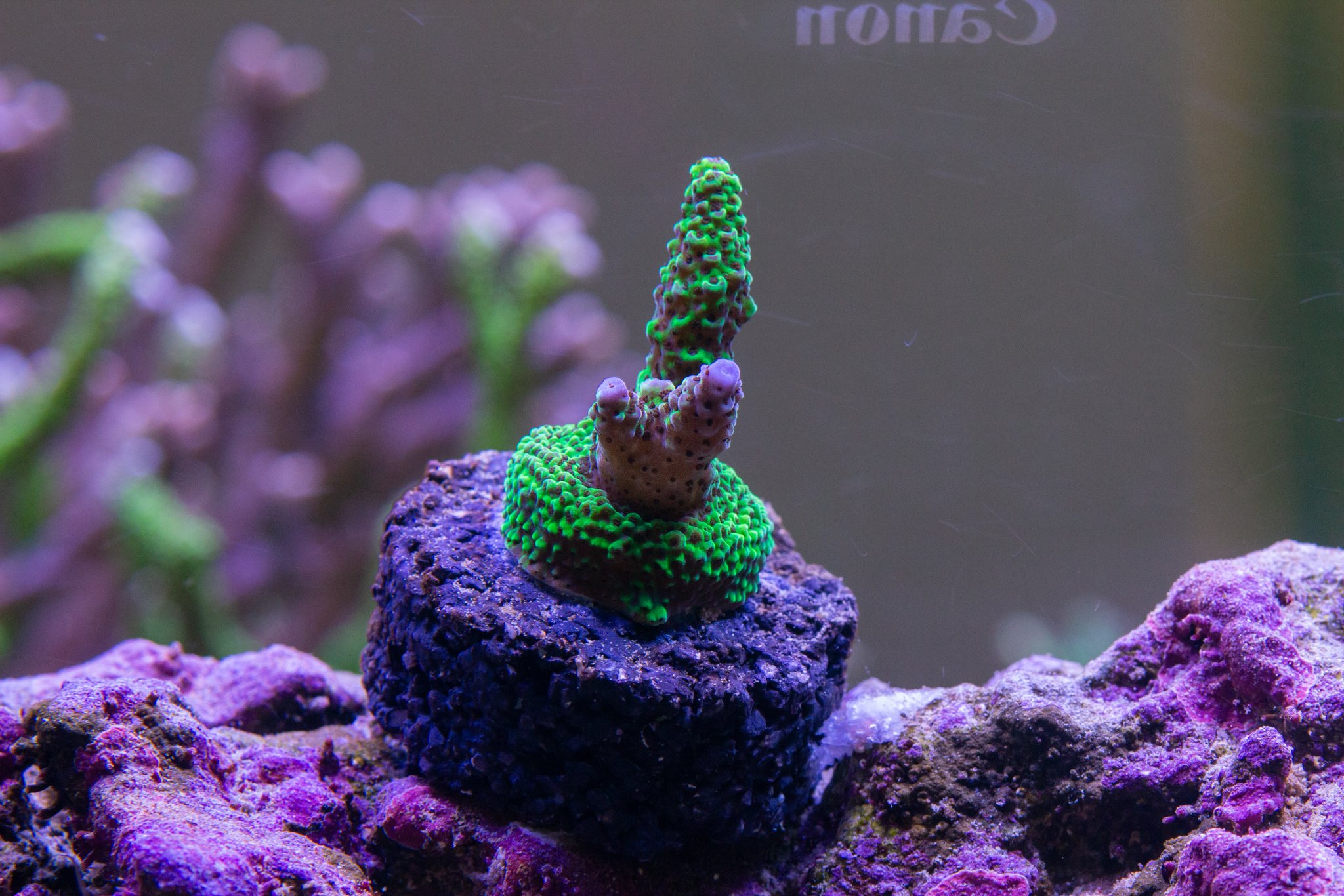 Acropora POTO Evil Queen.jpg