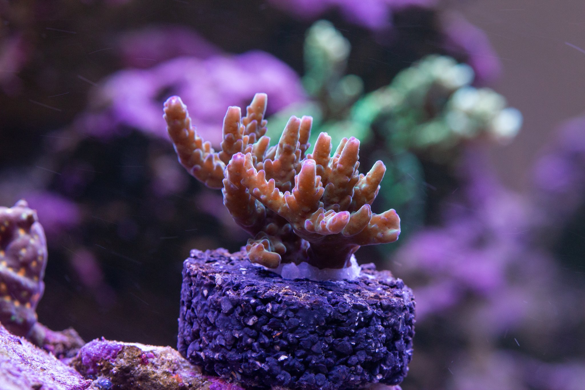 Acropora POTO Grand Finale.jpg