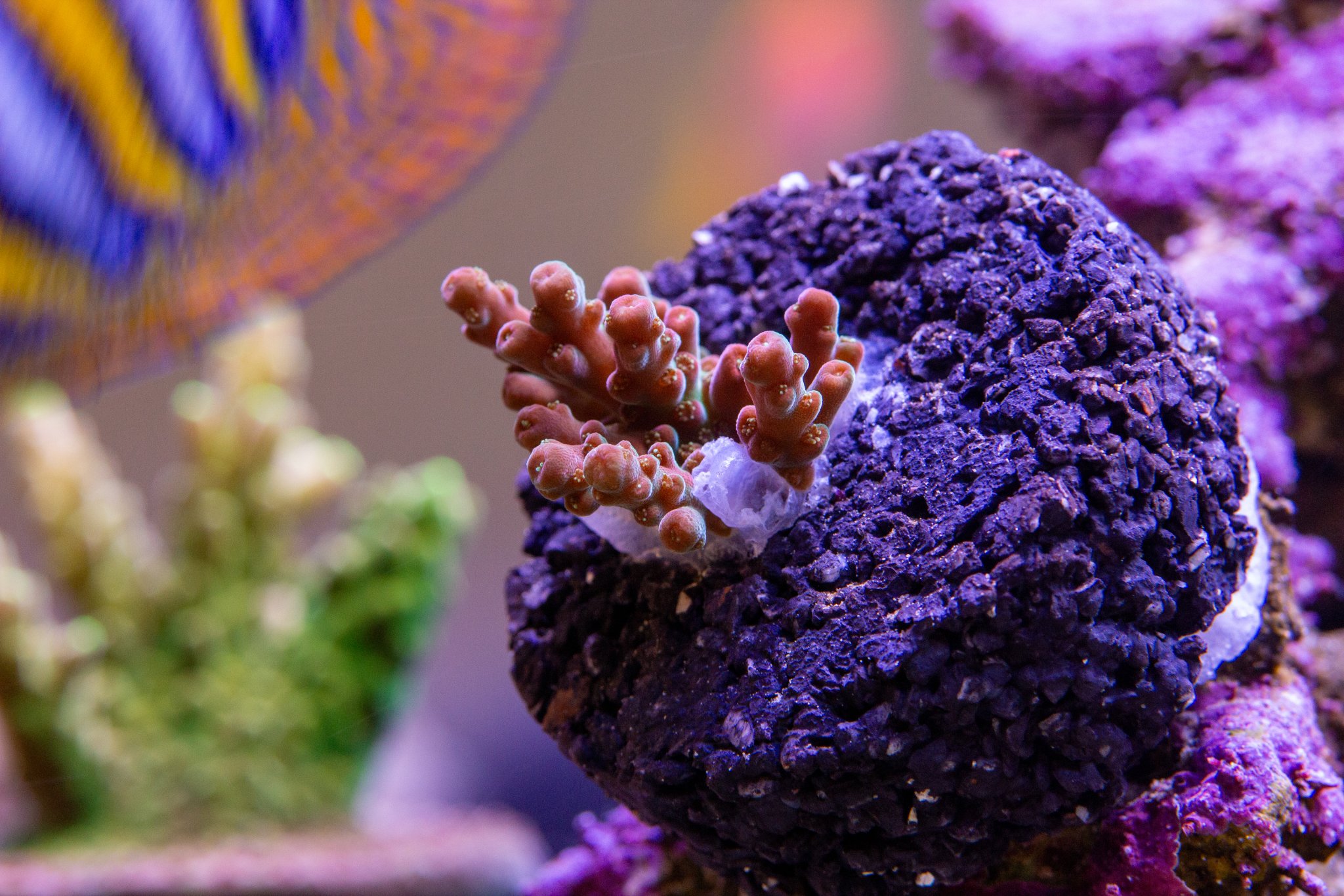 Acropora PTR Just Like Heaven.jpg