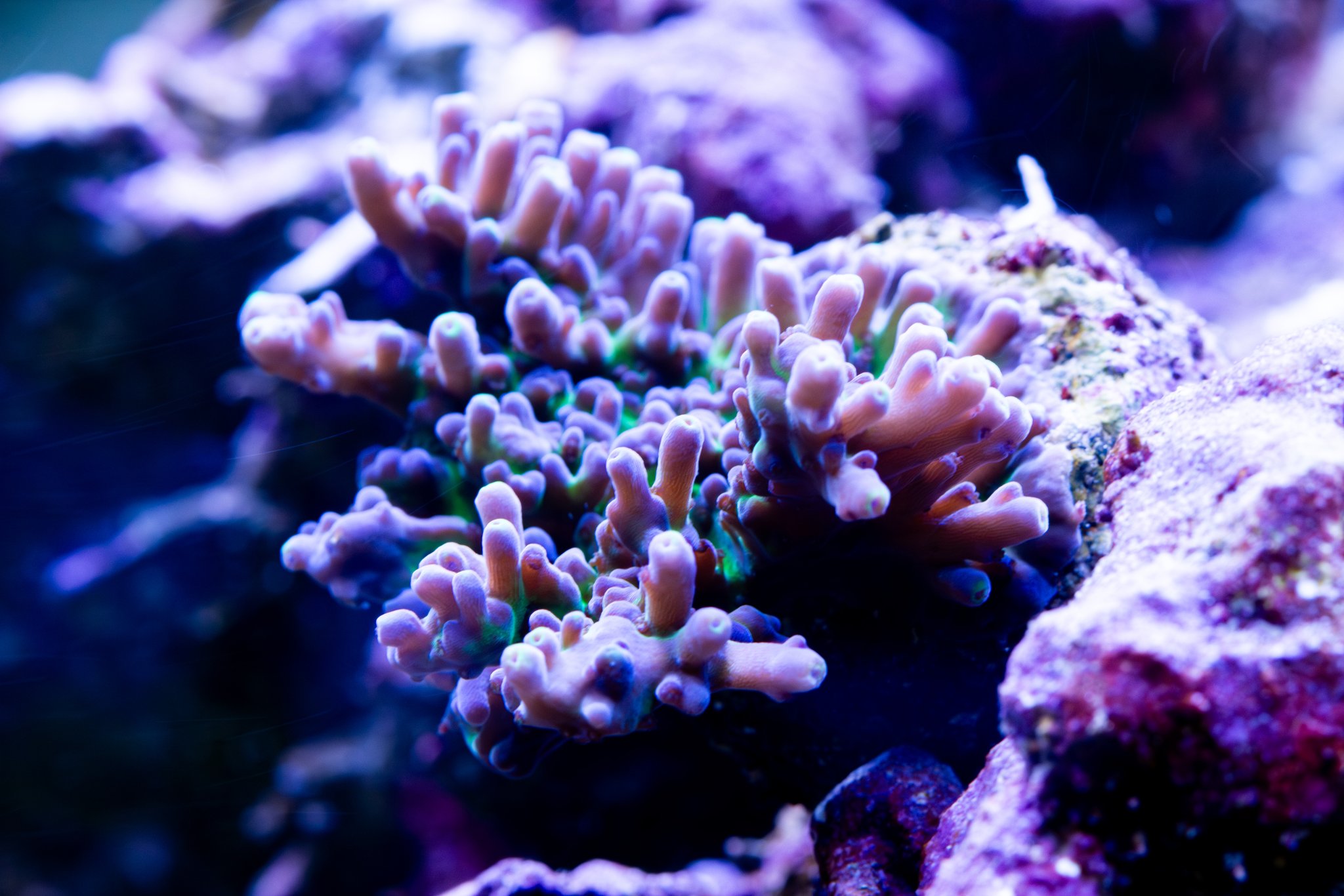 Acropora Rainbow Granulosa 2.jpg
