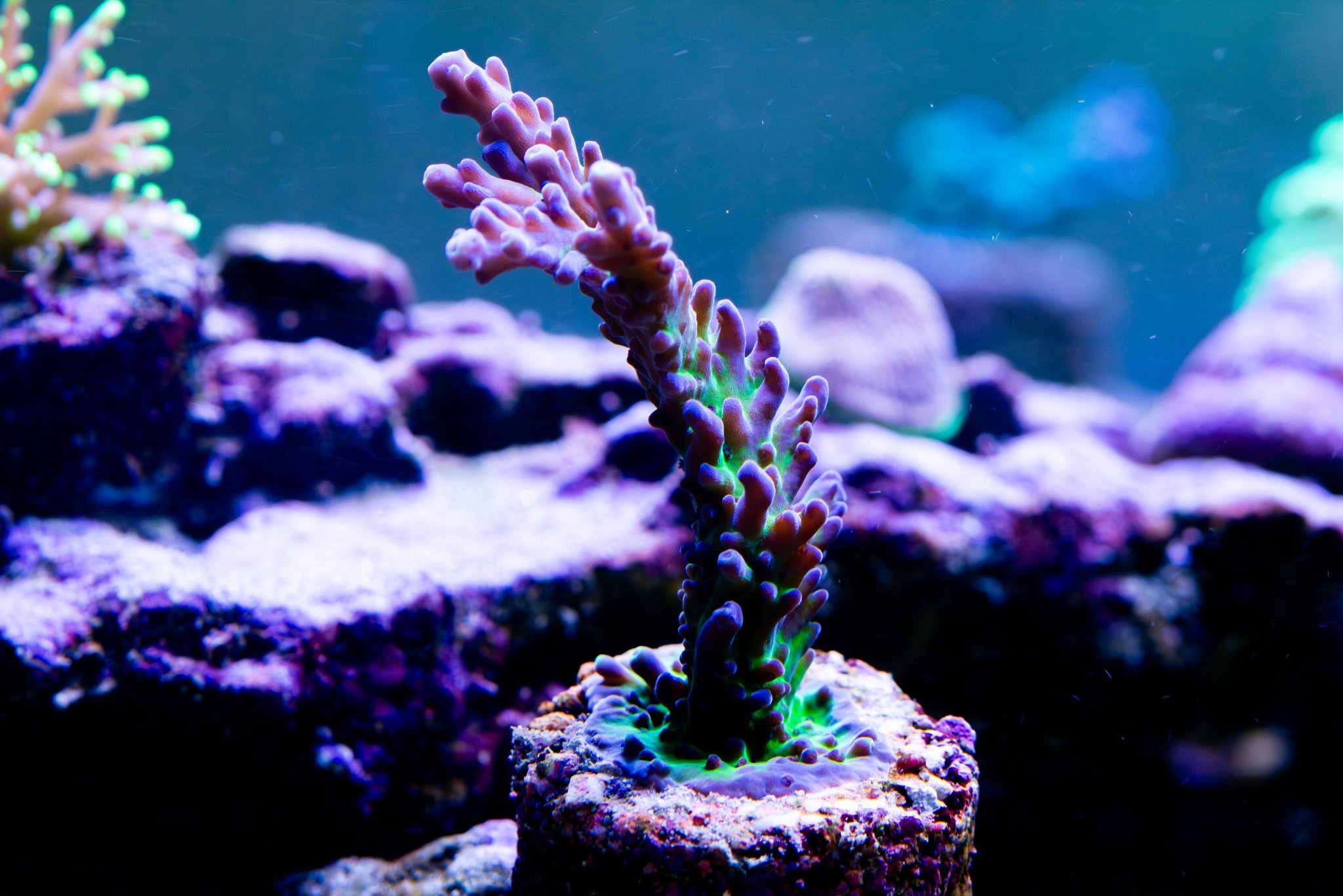 Acropora Rainbow Granulosa.jpg