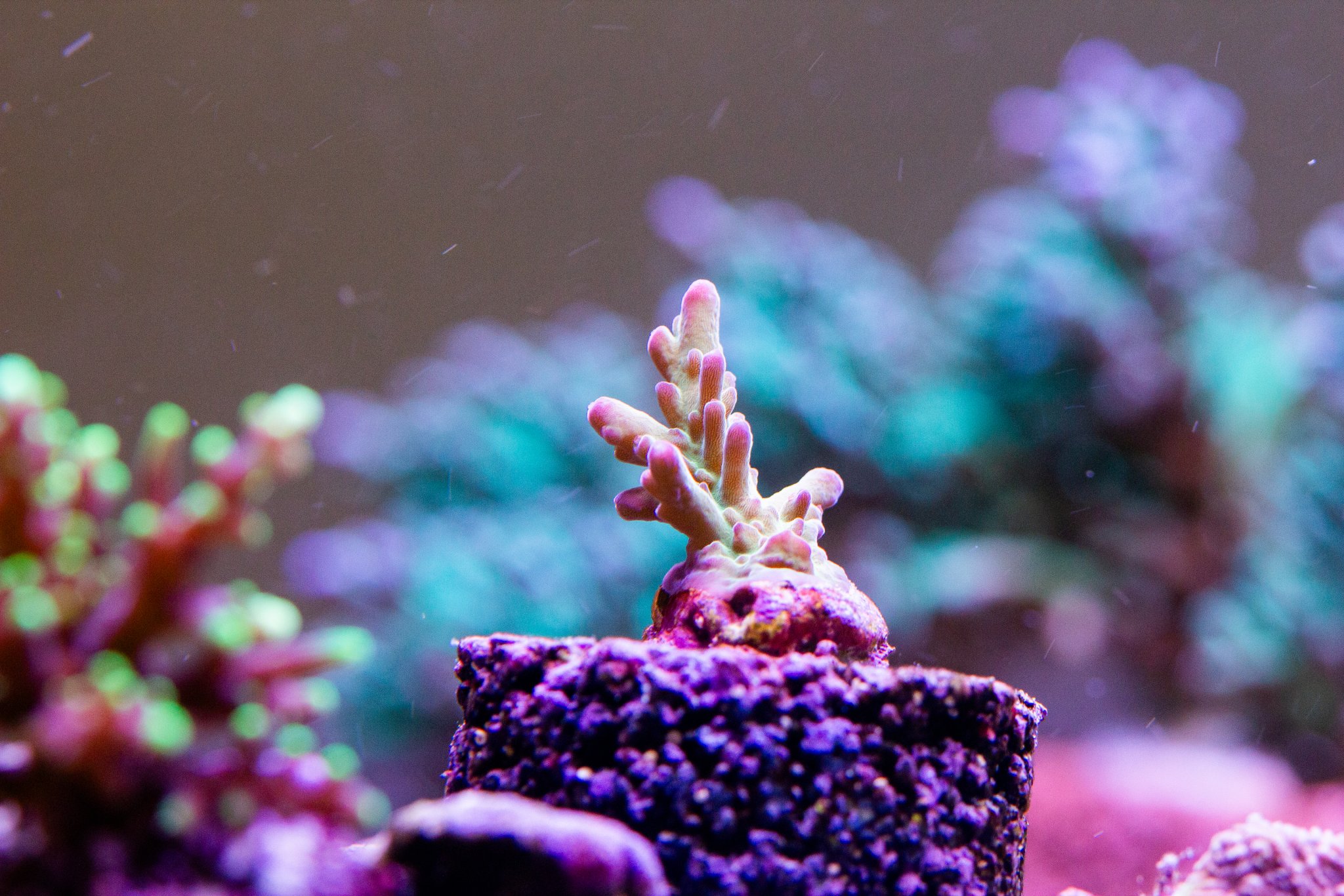 Acropora Rcky Mtn Red Gecko.jpg