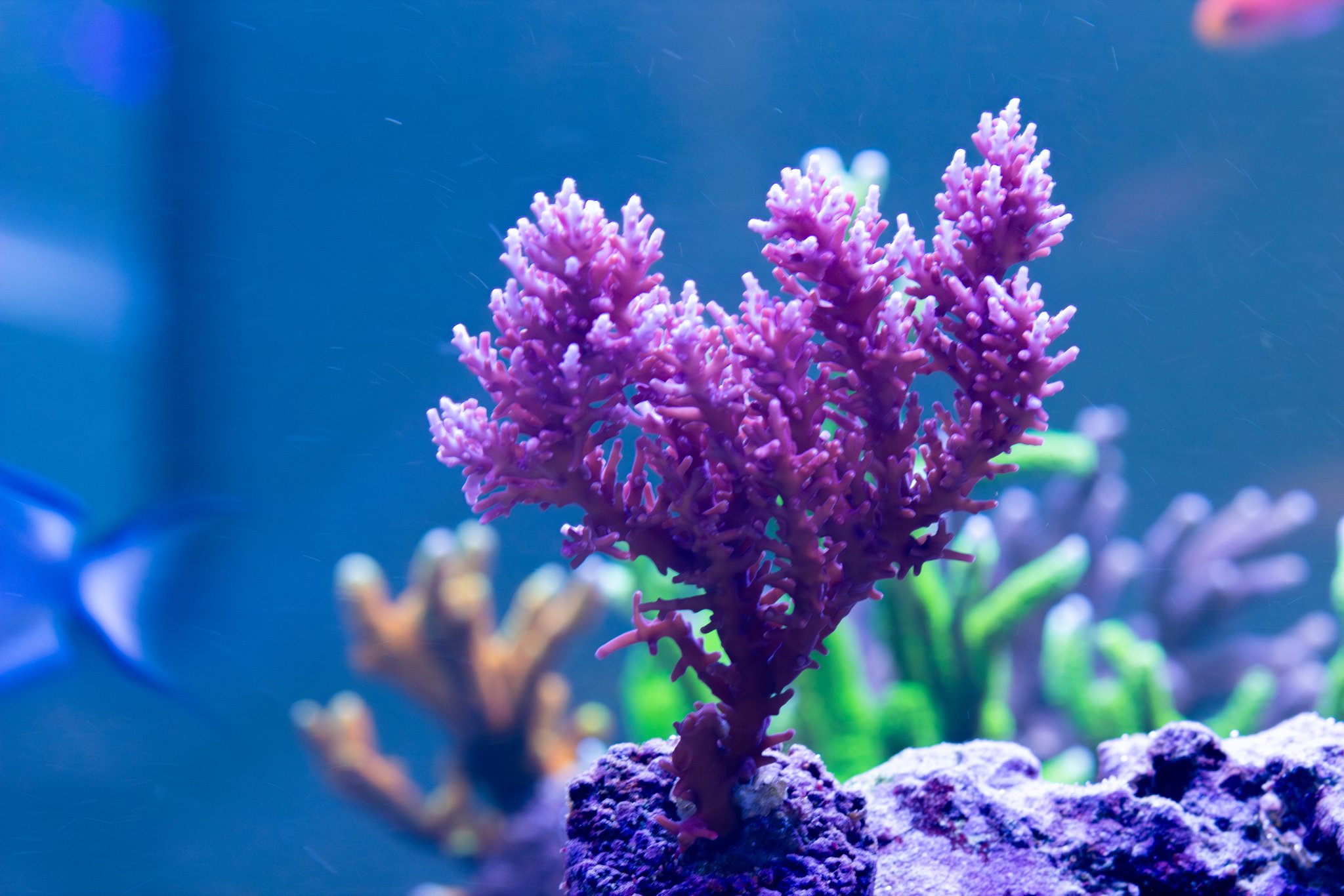 Acropora Red Dragon 2.jpg