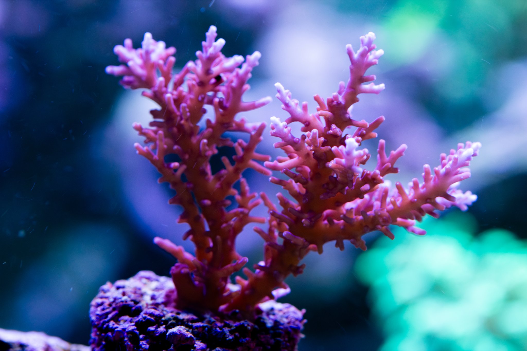 Acropora Red Dragon.jpg