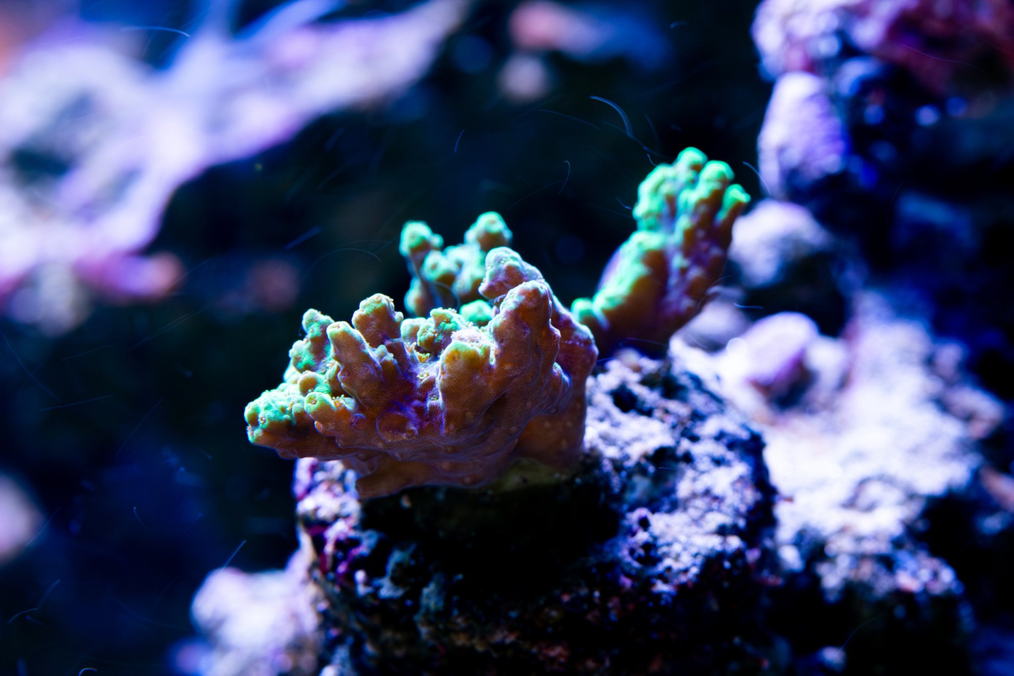 Acropora Red Planet.jpg