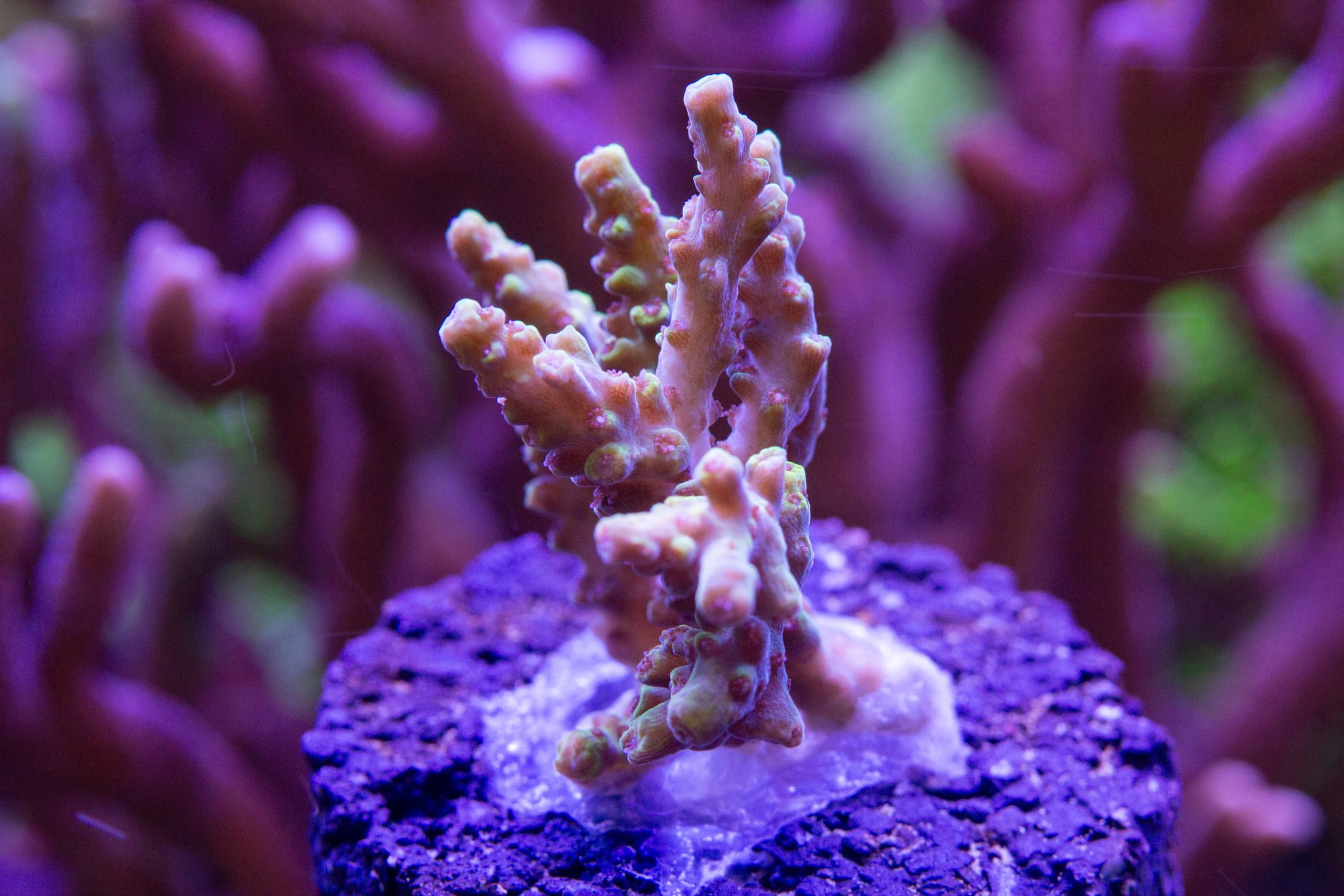Acropora RMF Tigers Blood.jpg