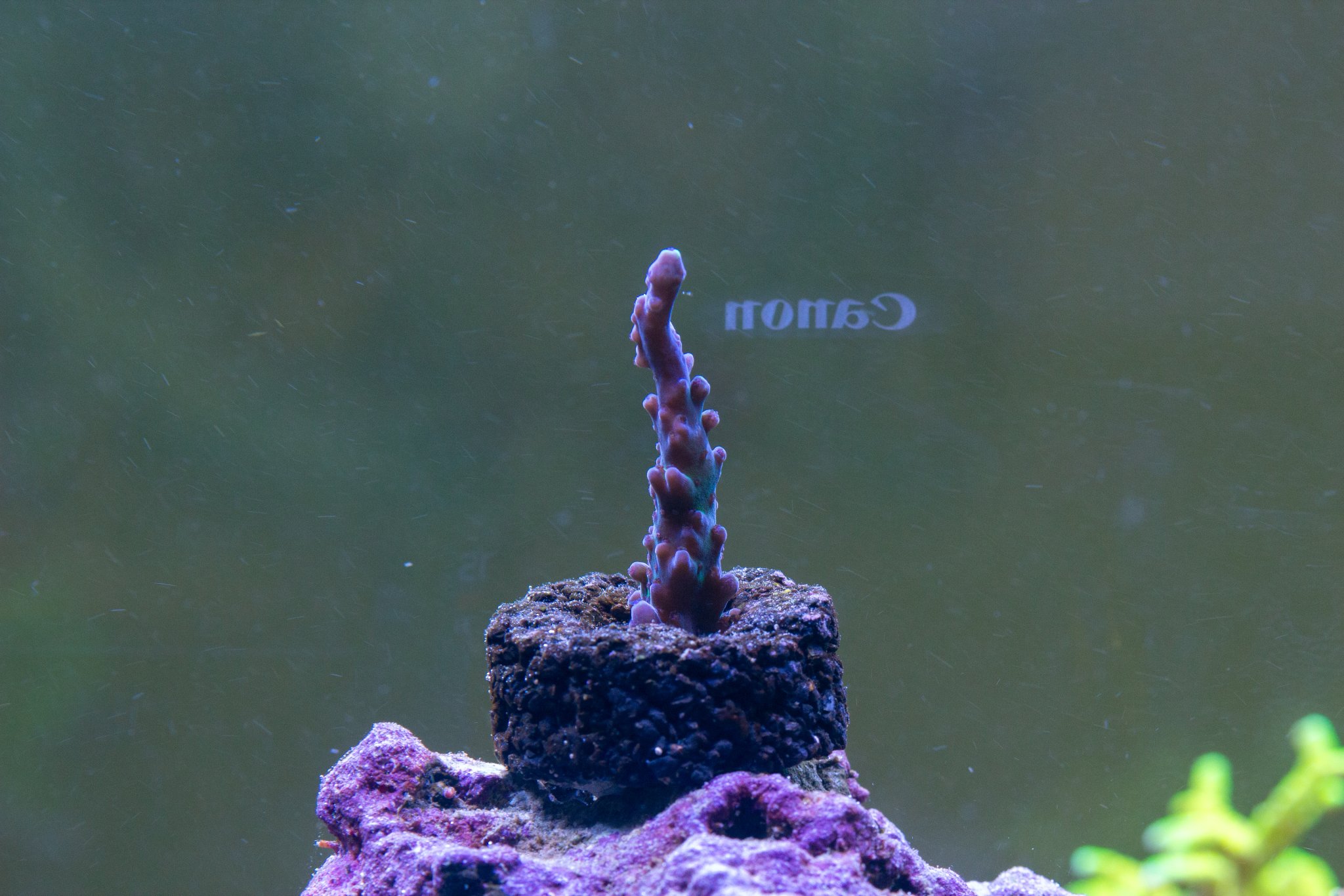 Acropora RR Aussie Gold Tort.jpg