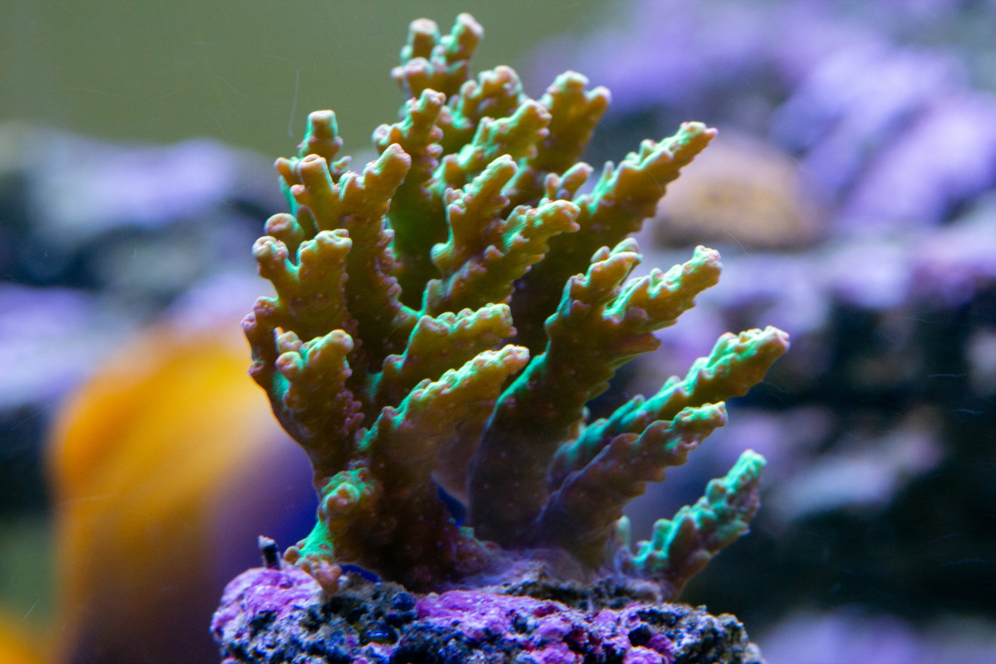 Acropora Strawberry Shortcake.jpg