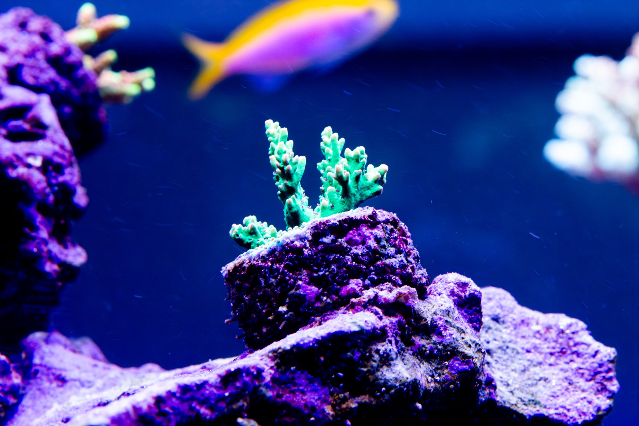 Acropora Strawberry Shortcake Ultra.jpg