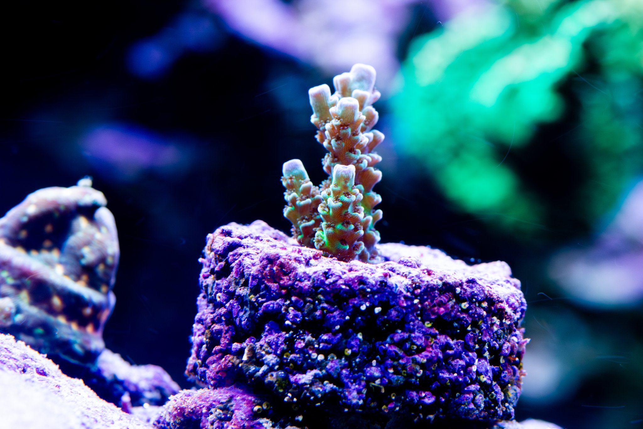 Acropora Tenius.jpg