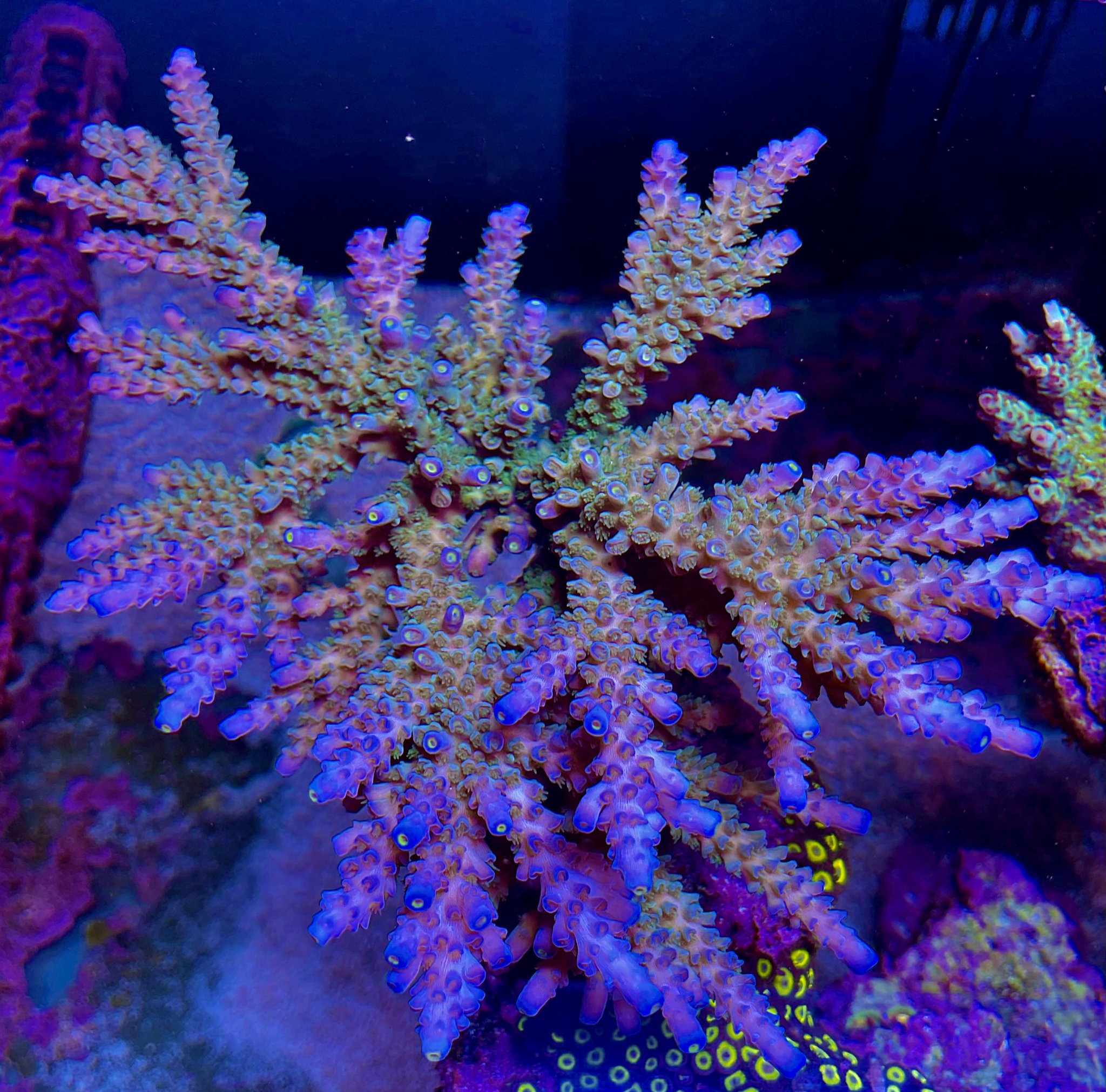 Acropora tenuis