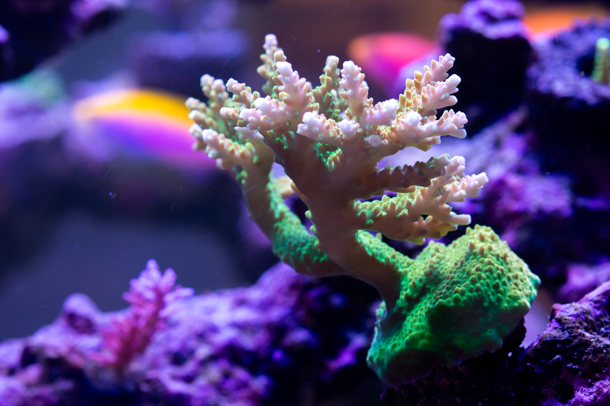 Acropora TGC Orange Creamsicle.jpg