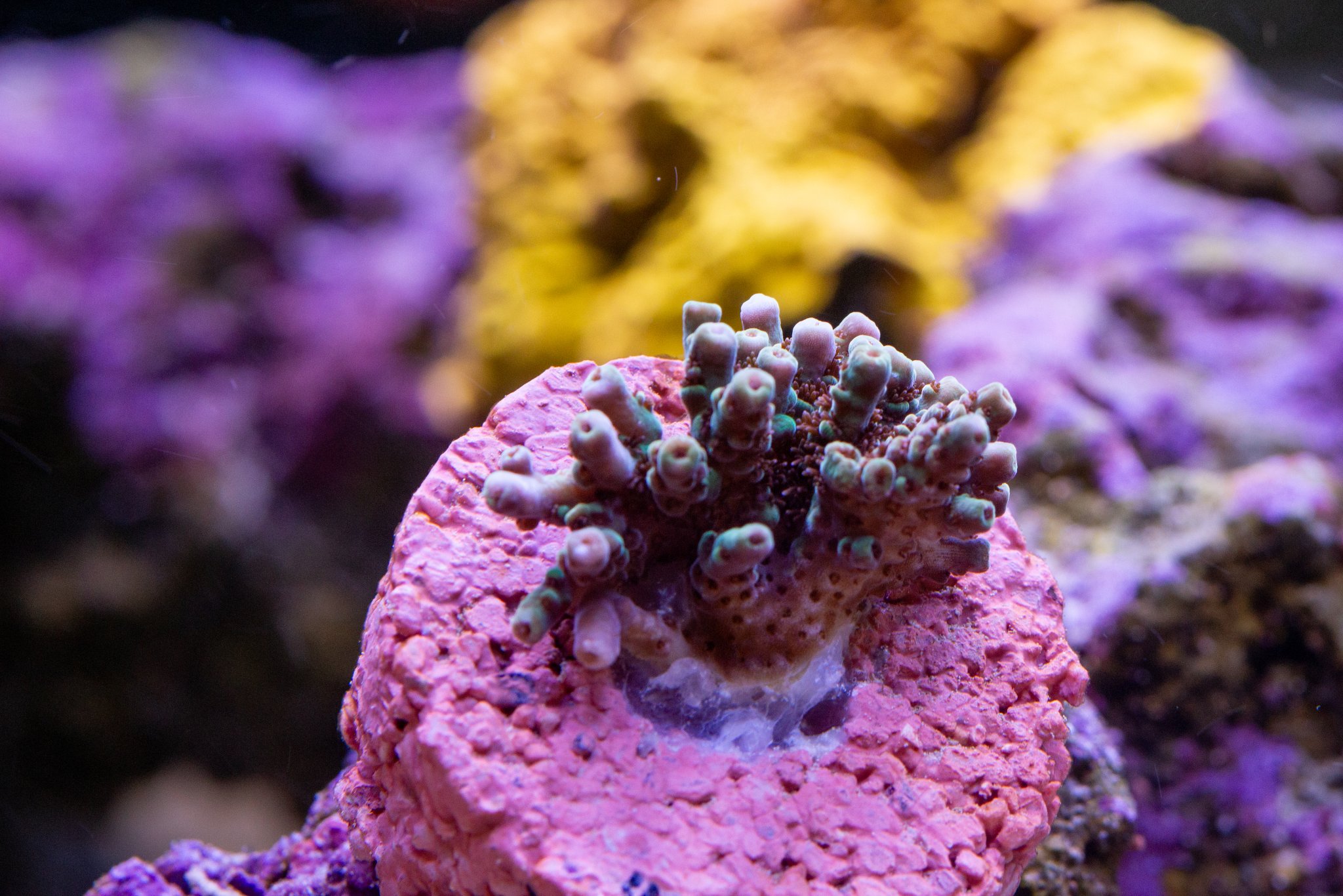 Acropora TSA Rainbow Sherbet.jpg