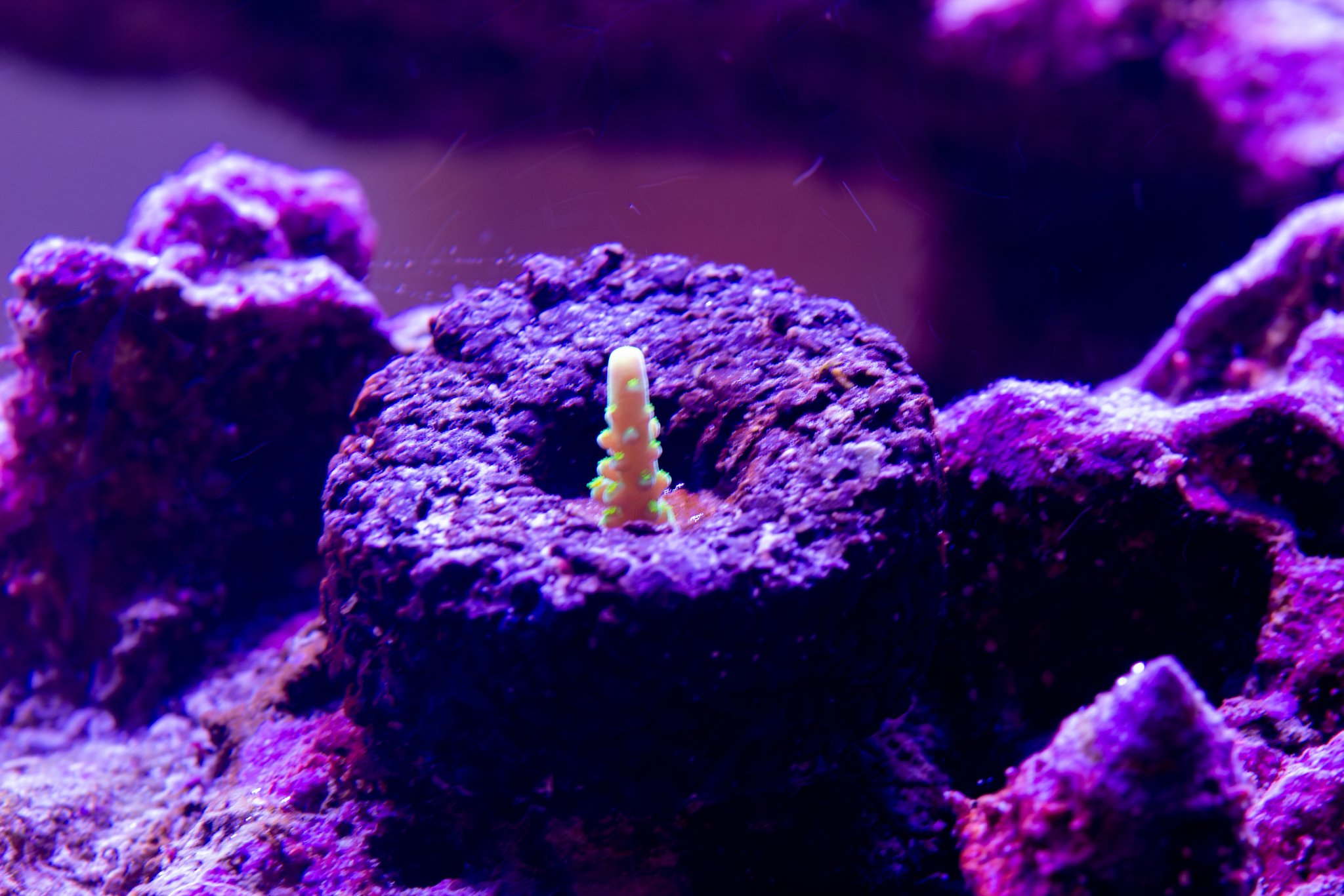 Acropora Viper Tip.jpg
